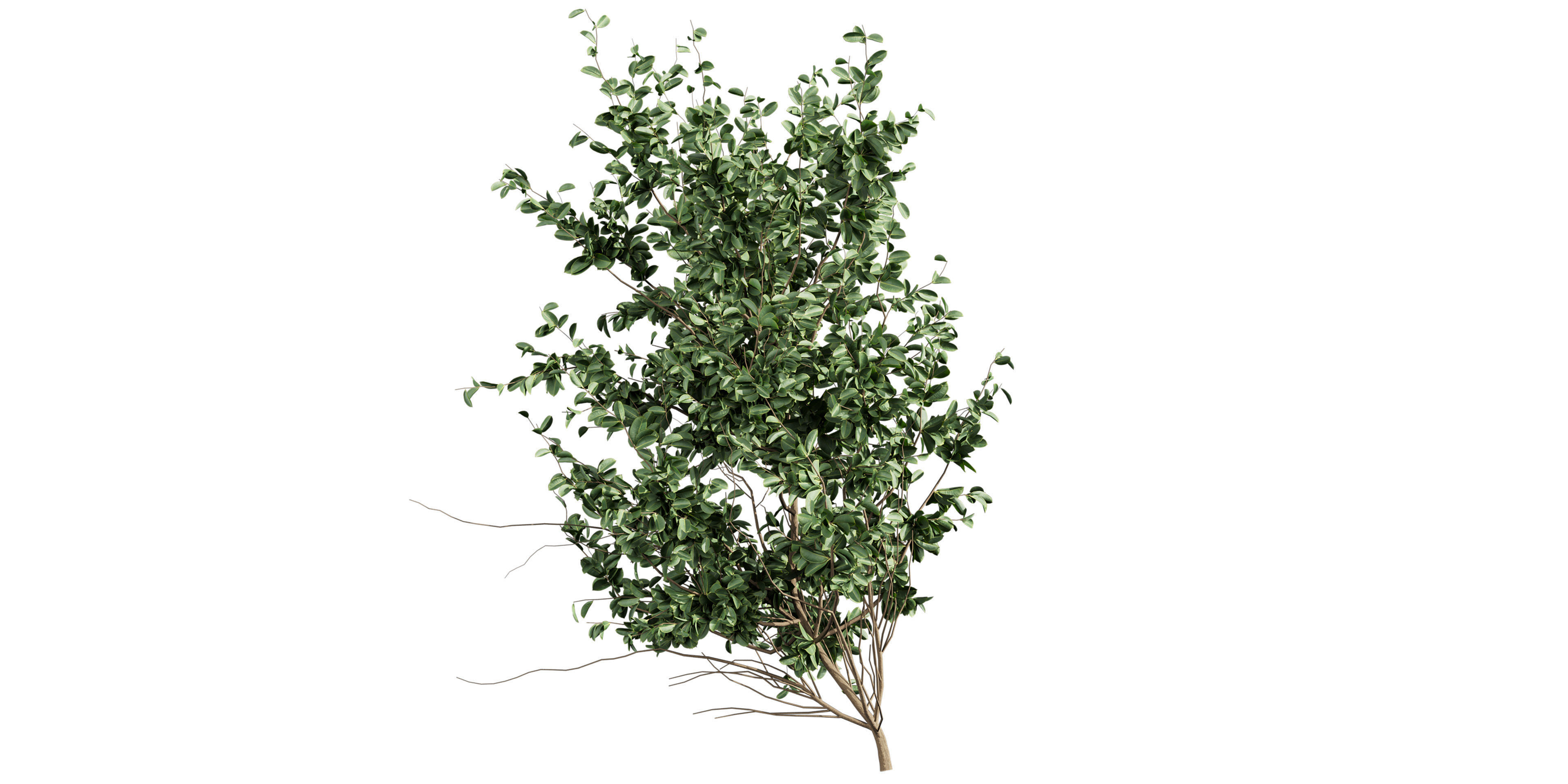 Collection plant vol 597 - Hakea - Petiolaris - Tree 3D model_5