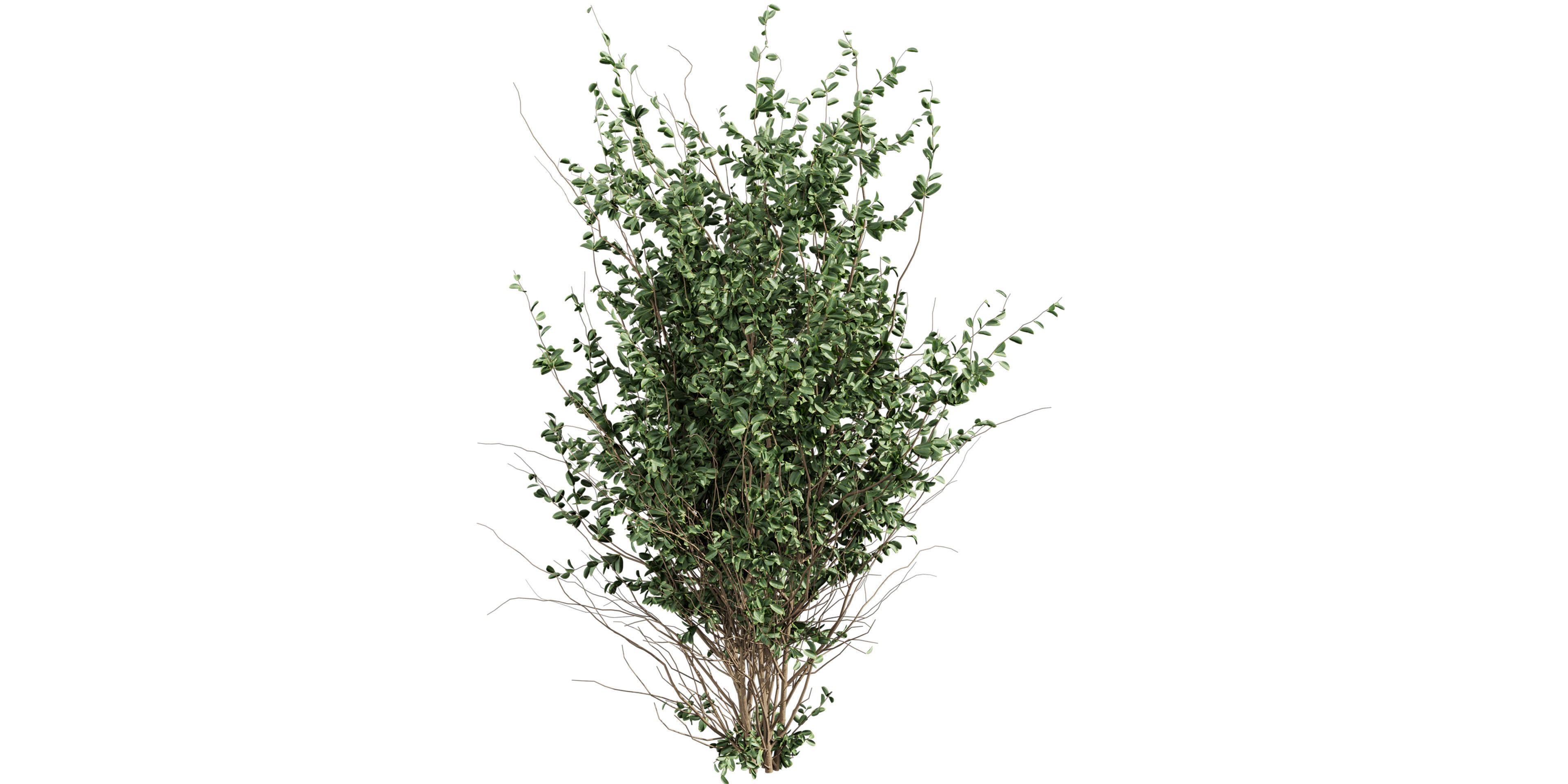 Collection plant vol 597 - Hakea - Petiolaris - Tree 3D model_1