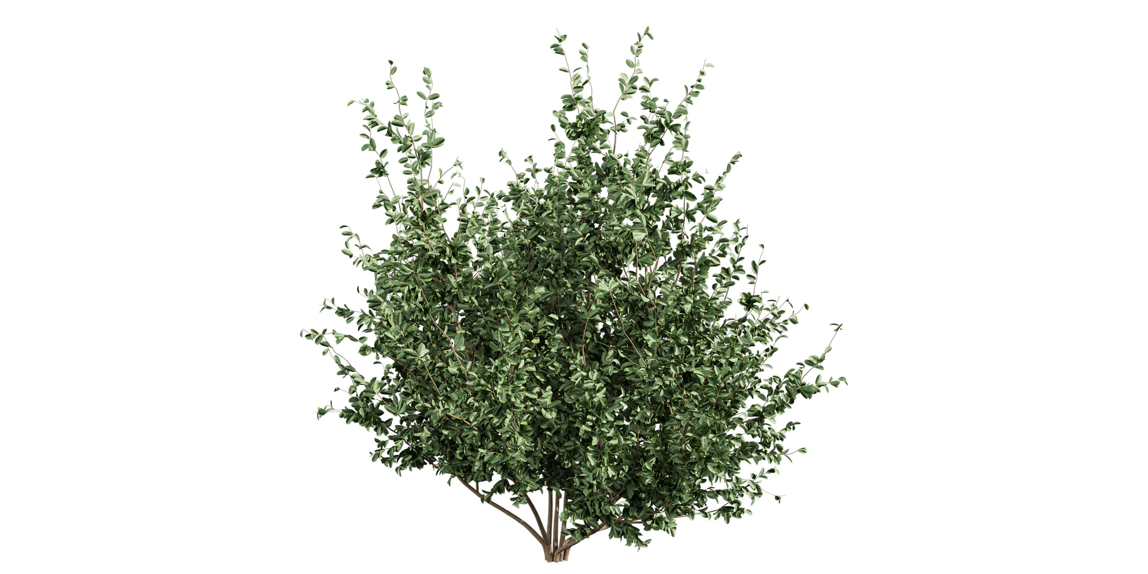Collection plant vol 597 - Hakea - Petiolaris - Tree 3D model_3