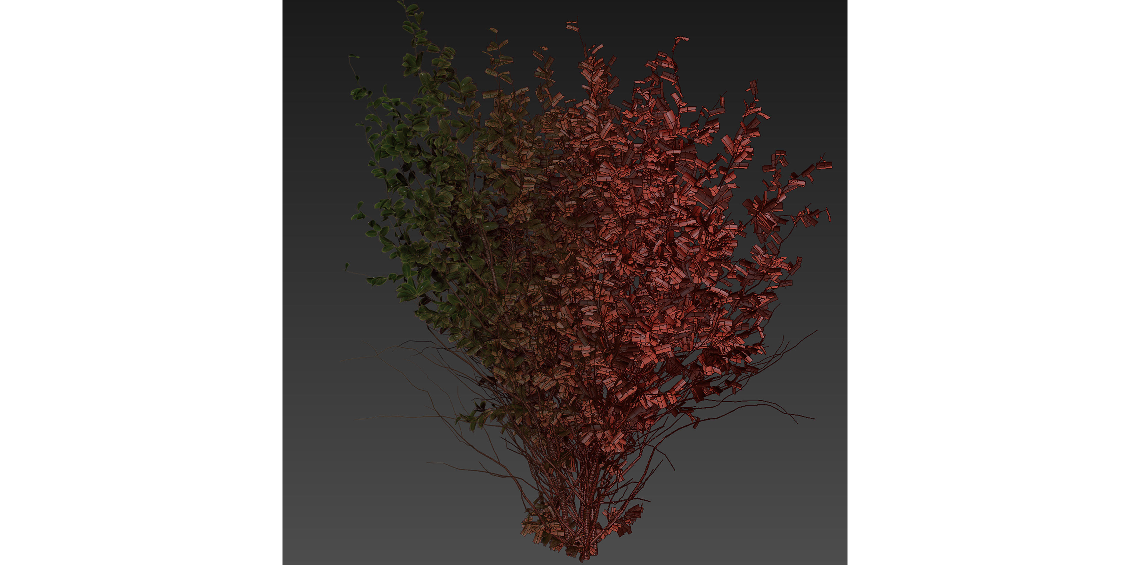 Collection plant vol 597 - Hakea - Petiolaris - Tree 3D model_6