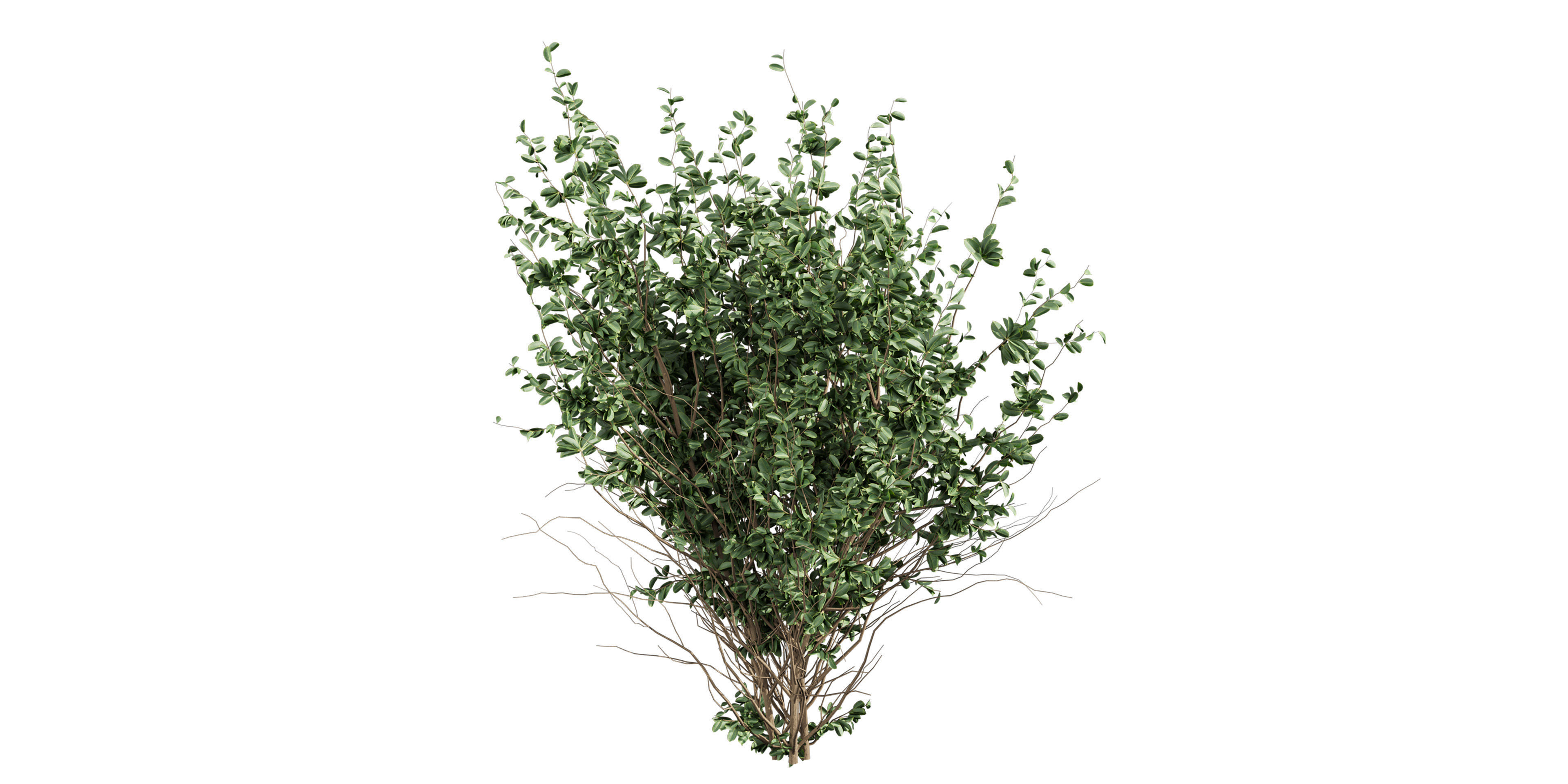 Collection plant vol 597 - Hakea - Petiolaris - Tree 3D model_2