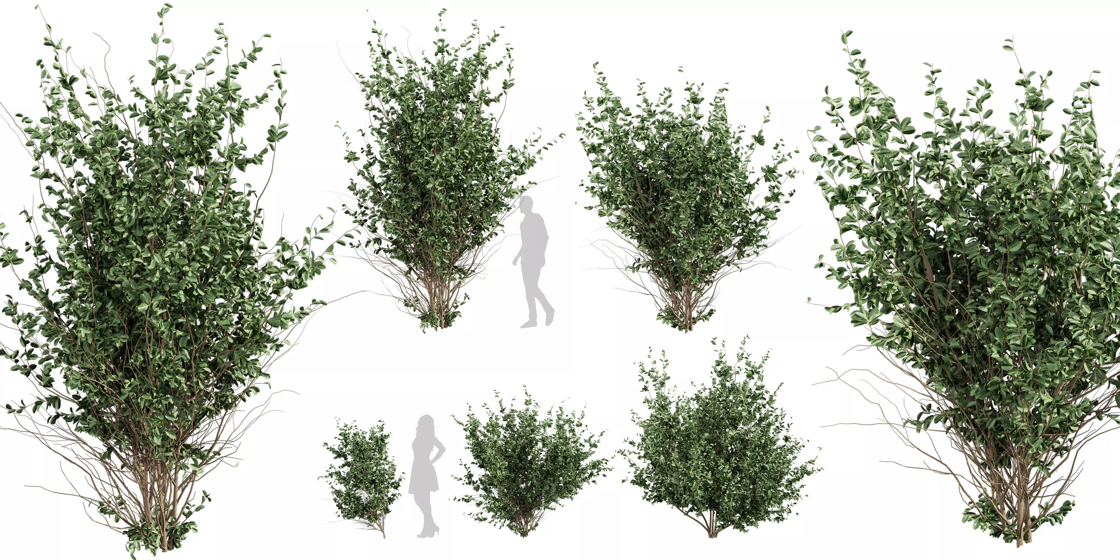 Collection plant vol 597 - Hakea - Petiolaris - Tree 3D model_0