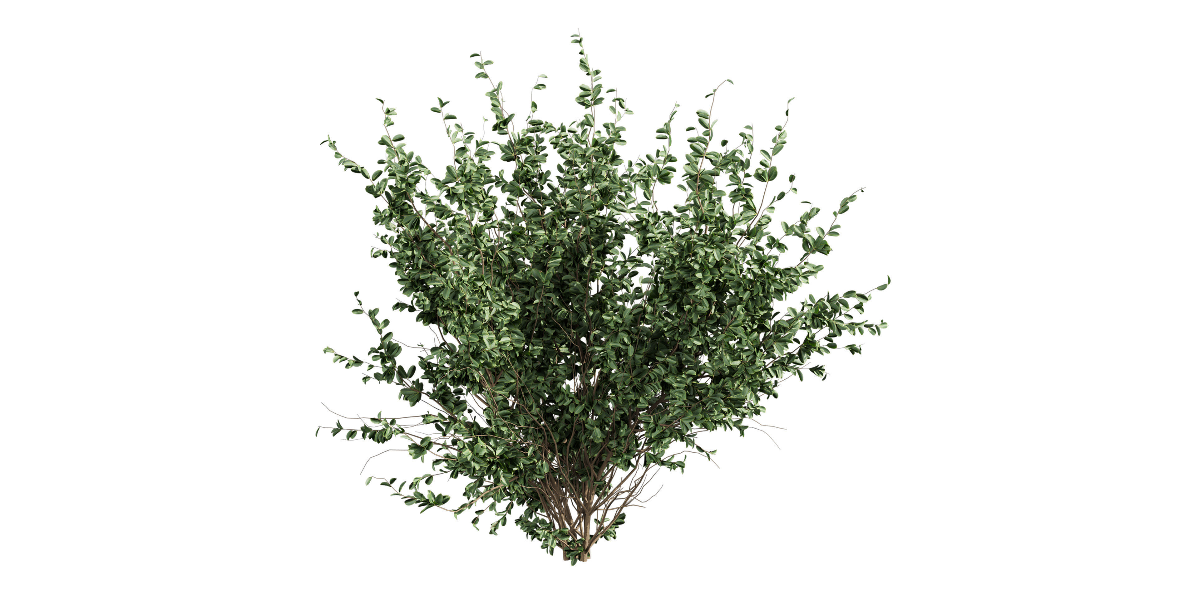 Collection plant vol 597 - Hakea - Petiolaris - Tree 3D model_4