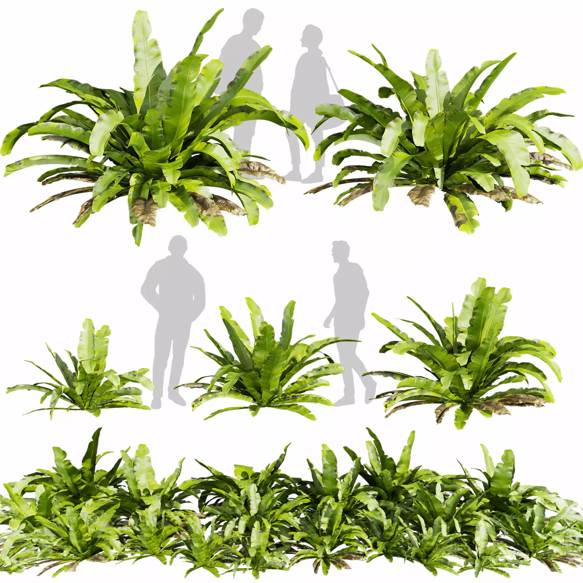 Collection plant vol 598 - Asplenium - Nidus - Nest - Fern 3D model