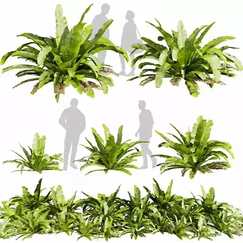 Collection plant vol 598 - Asplenium - Nidus - Nest - Fern  3D model
