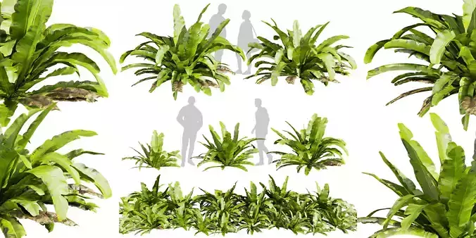 Collection plant vol 598 - Asplenium - Nidus - Nest - Fern  3D model