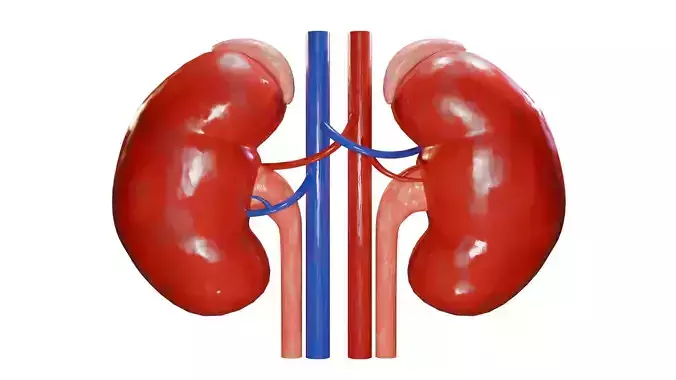 Kidney Human Organ