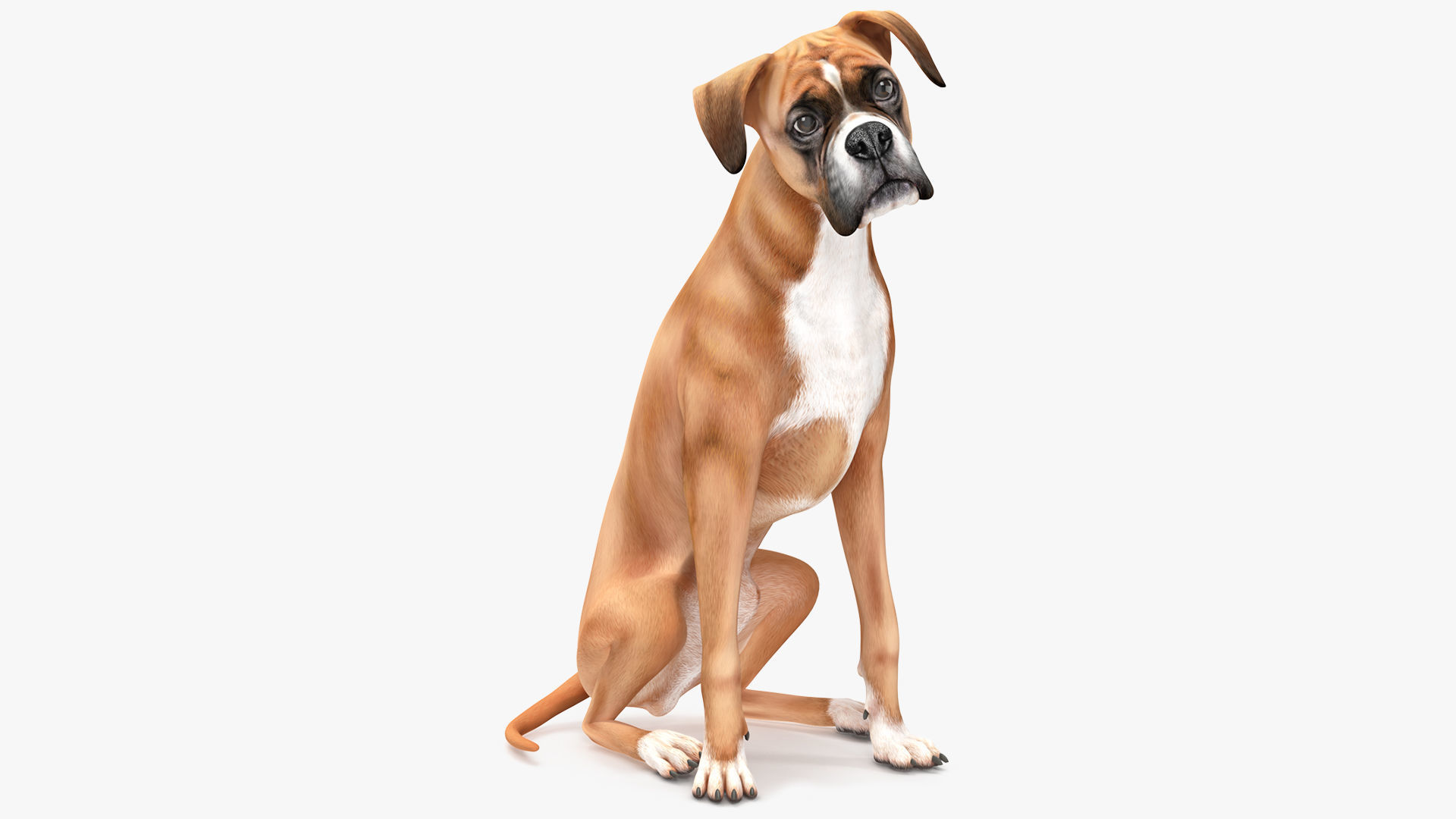 Sitting Dog Boxer for 3D Print 3D print model