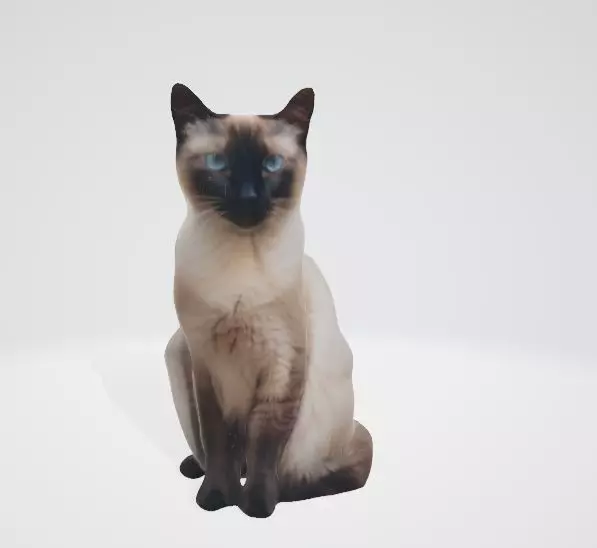 Realistic Siamese Cat 3D Model 3D model_0