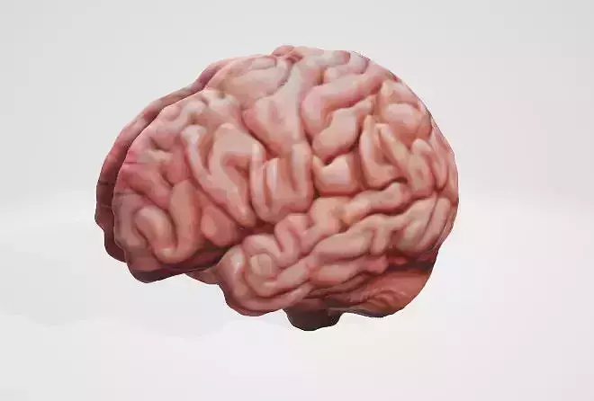 Detailed Human Brain 3D Model 3D model