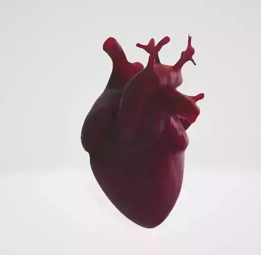 Detailed Heart 3D Model 3D model
