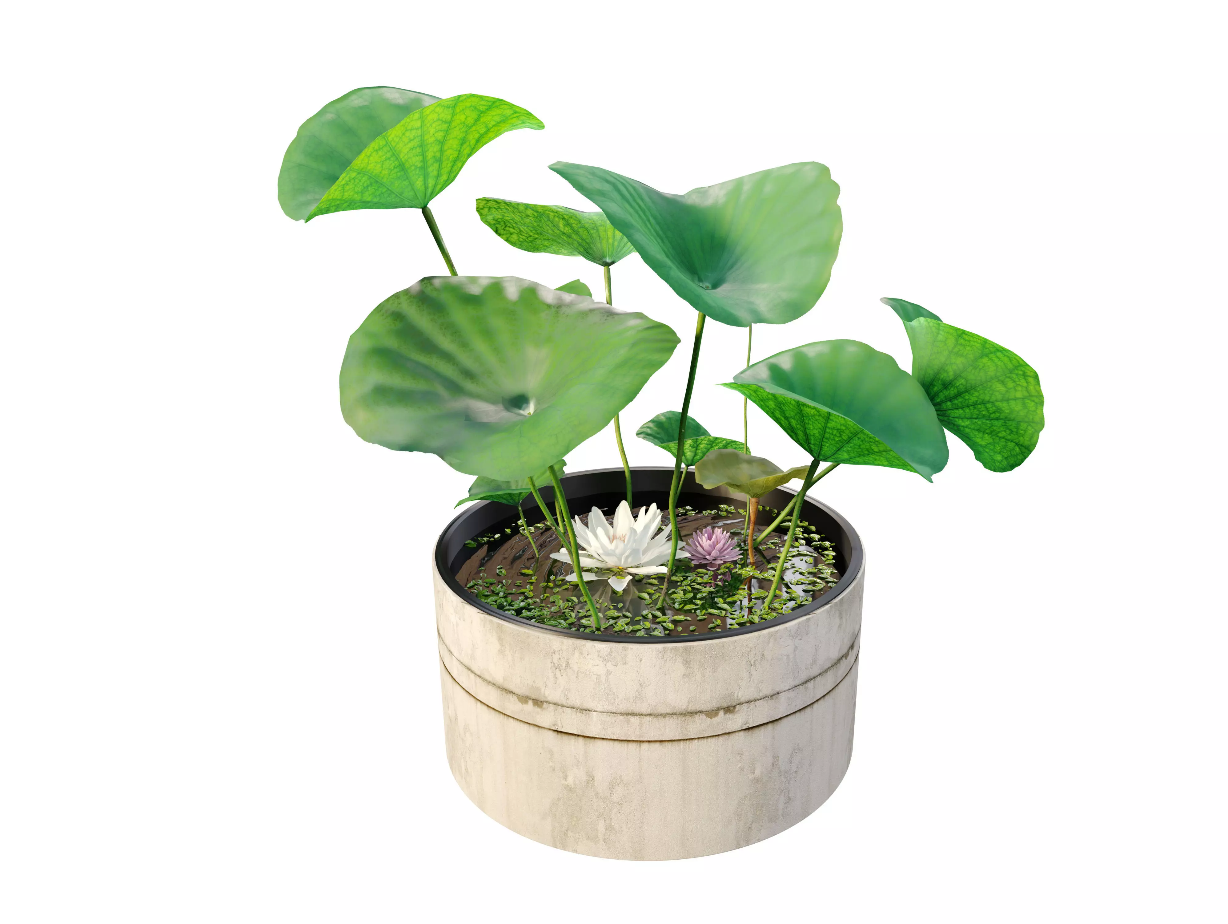 Water lily planter 3D model