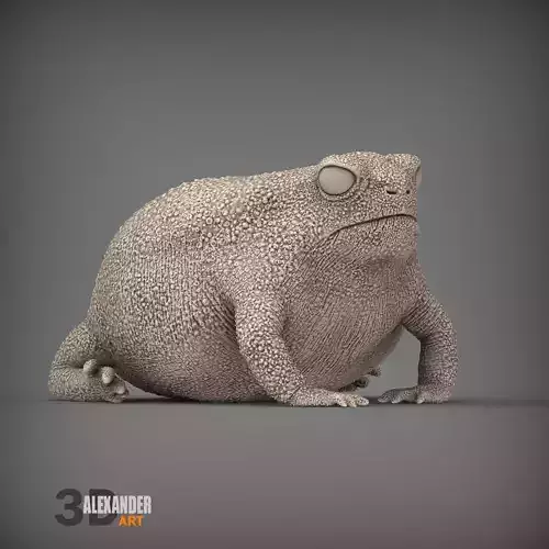 Rain frog