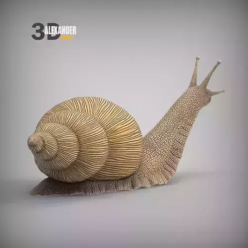 Achatina snail   3D print model