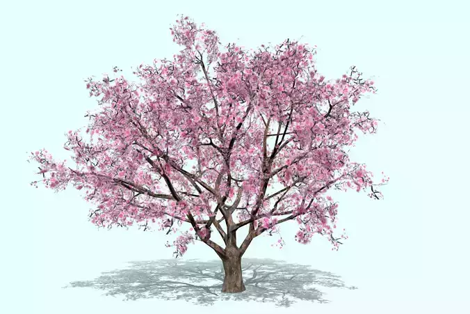 3d model low-poly blossom cherry tree Sakura Low-poly 3D model