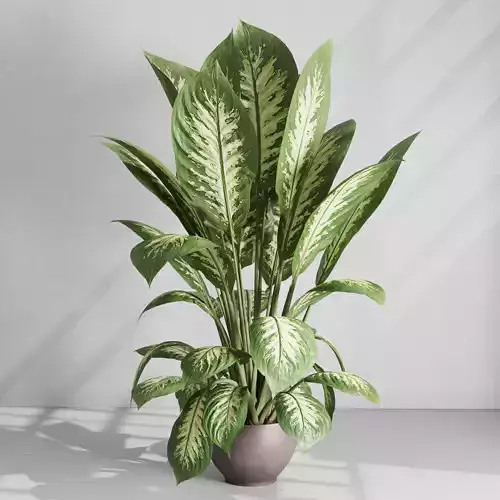 Dieffenbachia seguine - indoor plant set 539 3D model