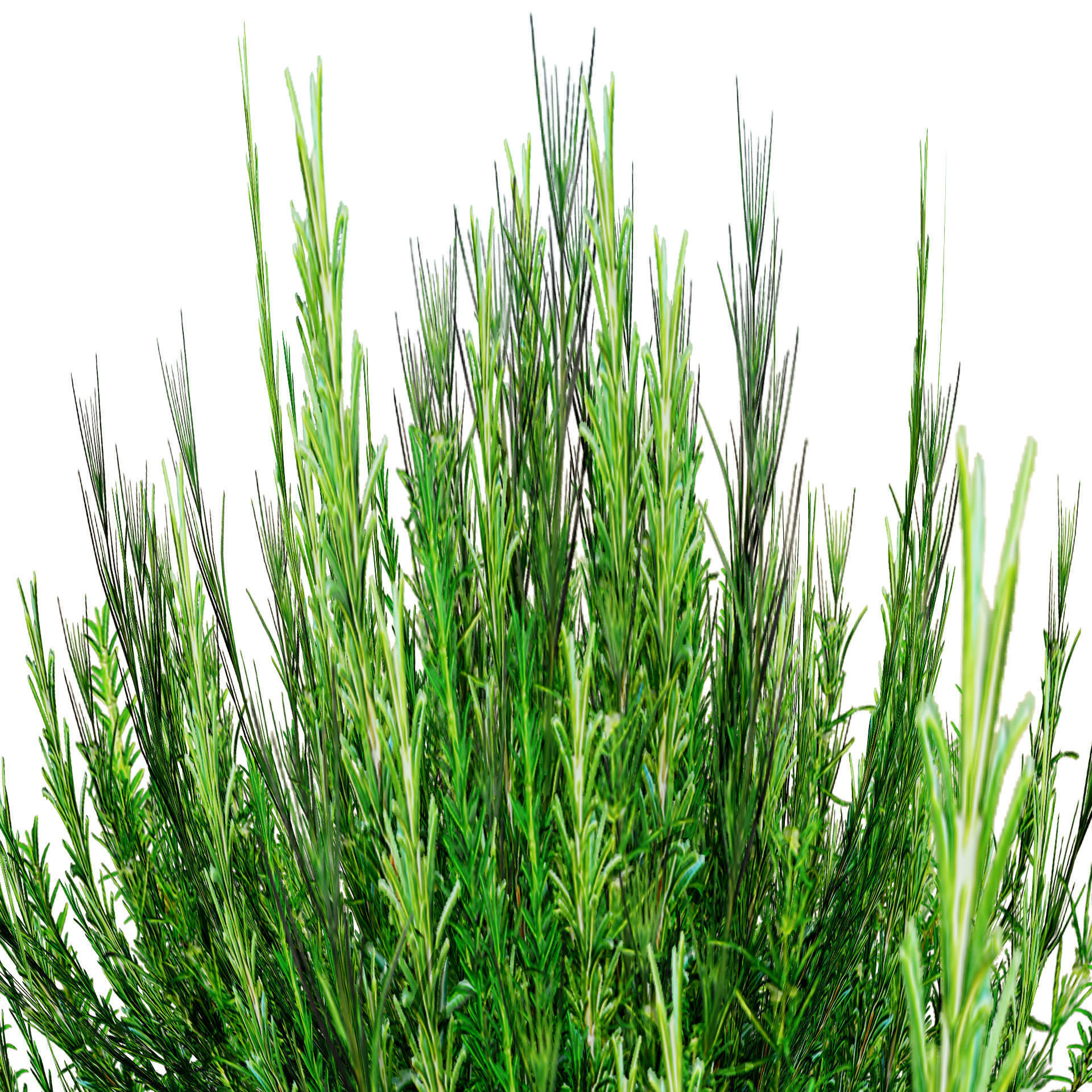 Rosemary Shrub 3D Model Low-poly 3D model_3