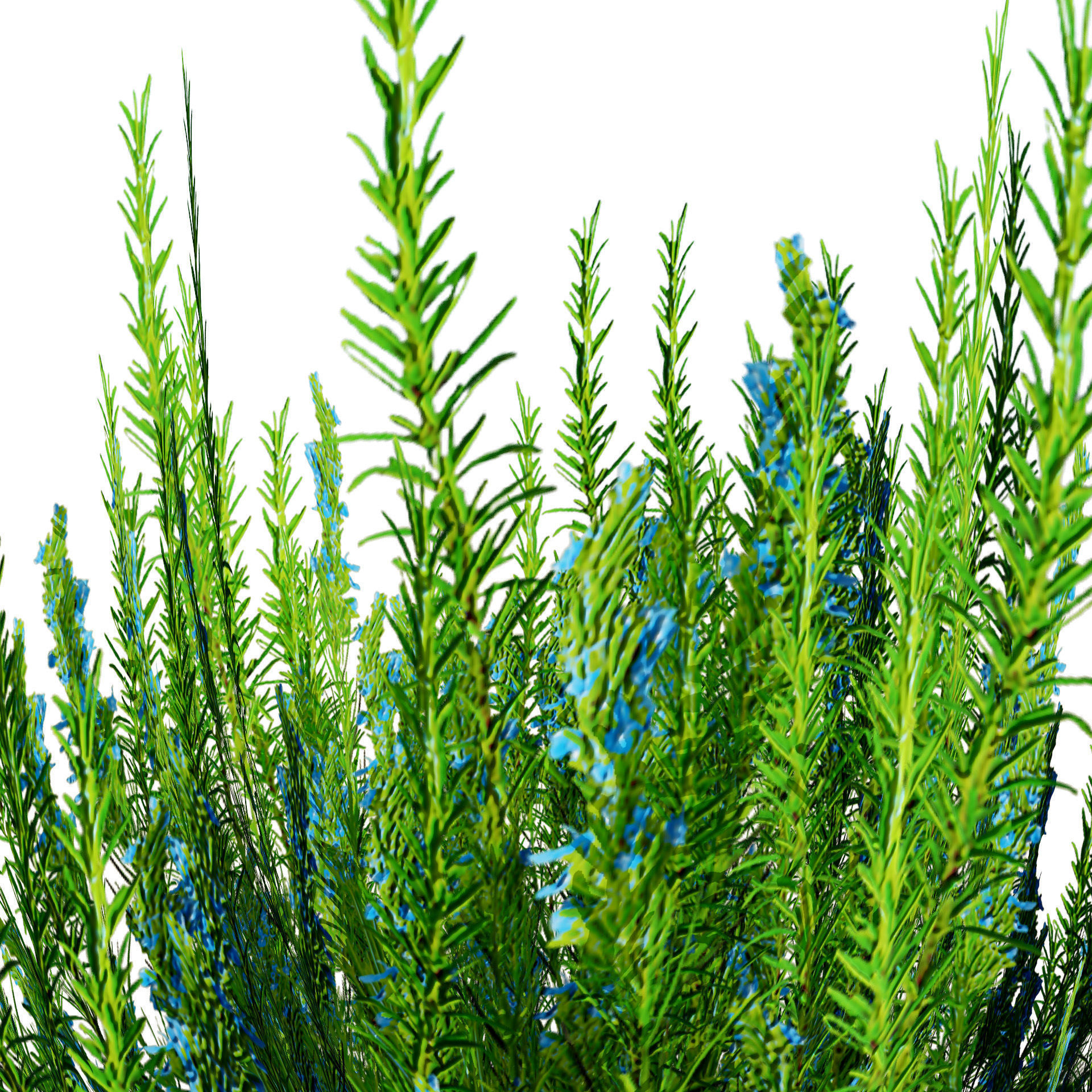 Rosemary Shrub 3D Model Low-poly 3D model_5