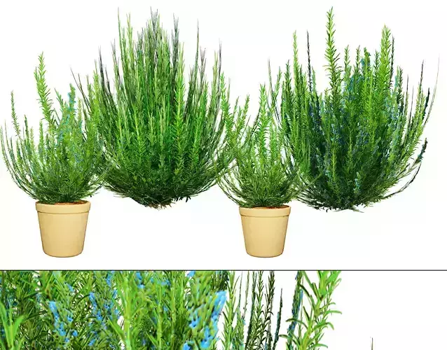 Rosemary Shrub 3D Model