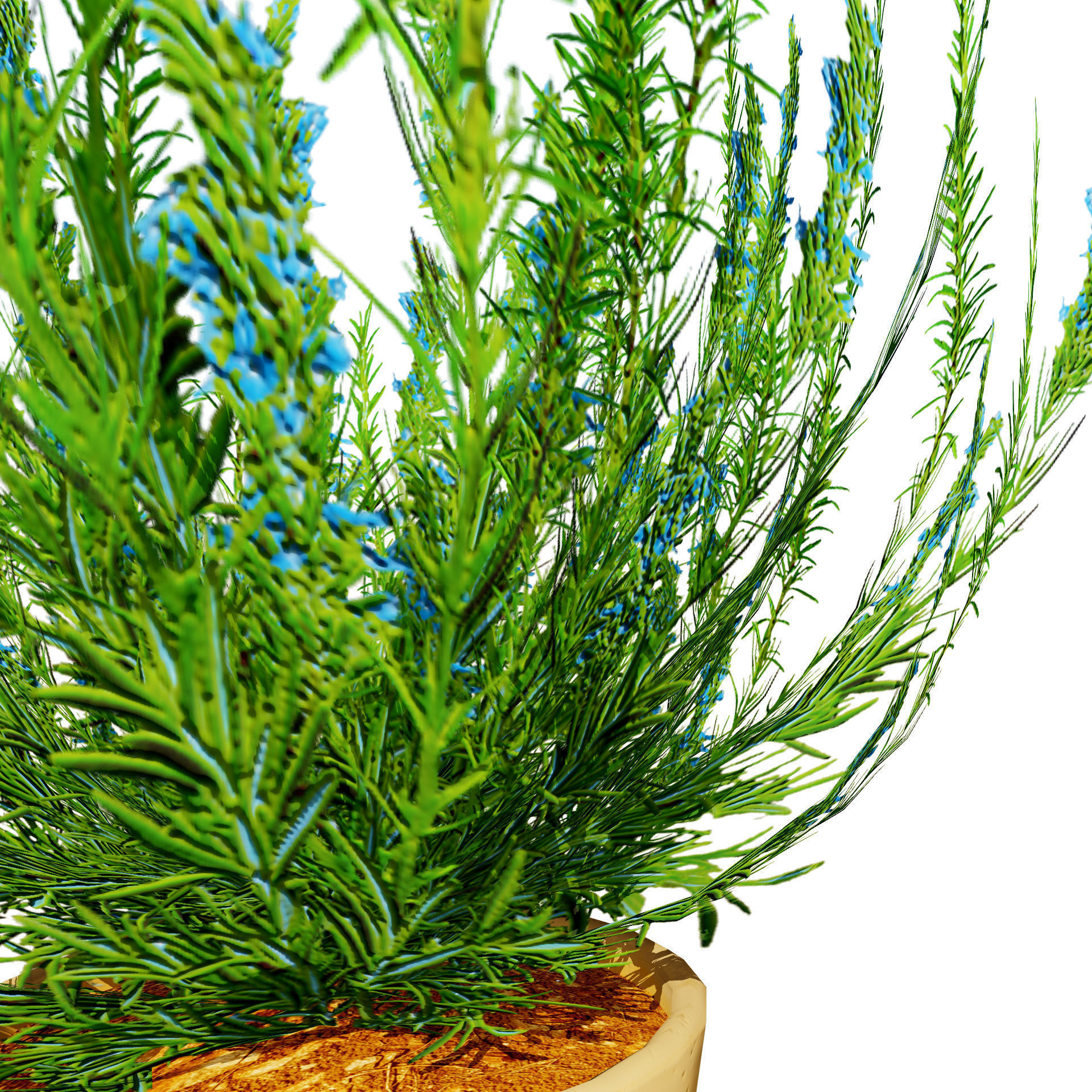 Rosemary Shrub 3D Model Low-poly 3D model_6