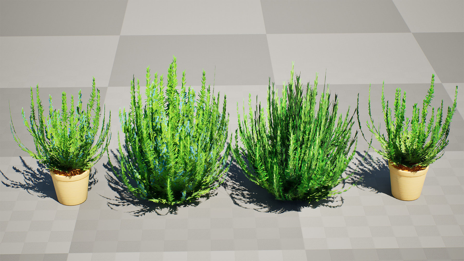 Rosemary Shrub 3D Model Low-poly 3D model_4