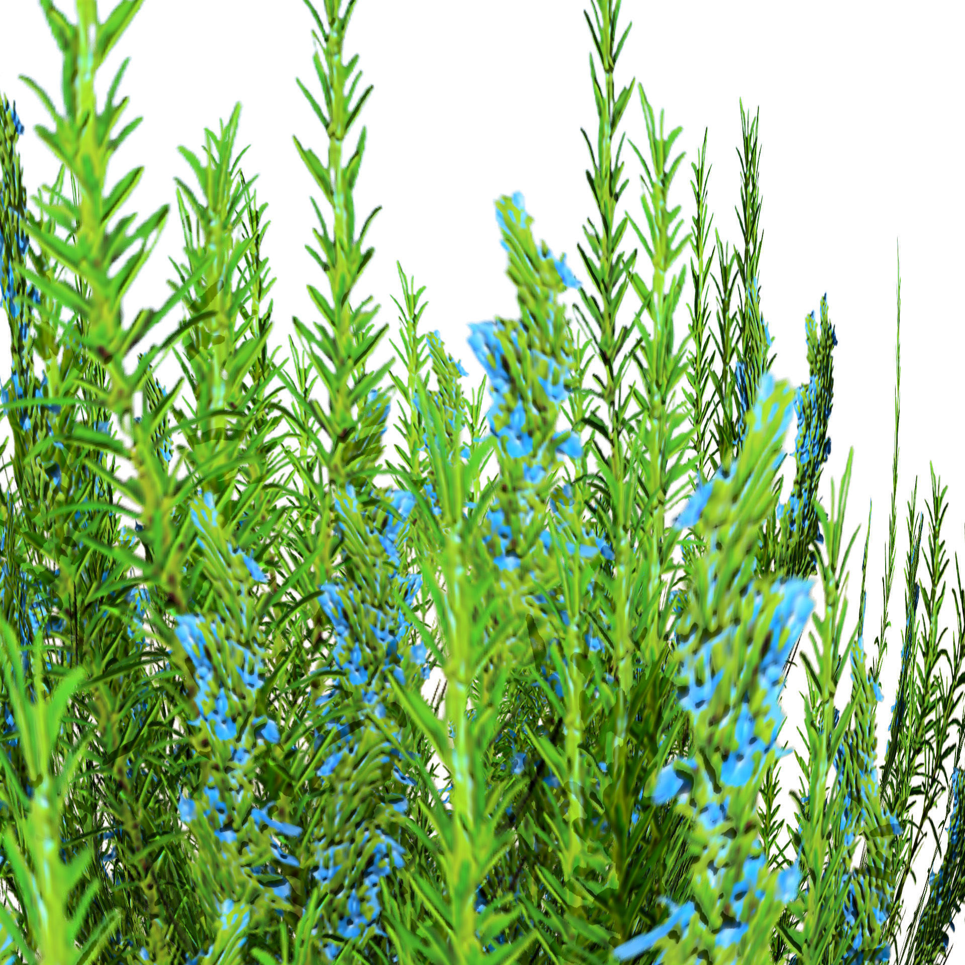 Rosemary Shrub 3D Model Low-poly 3D model_2