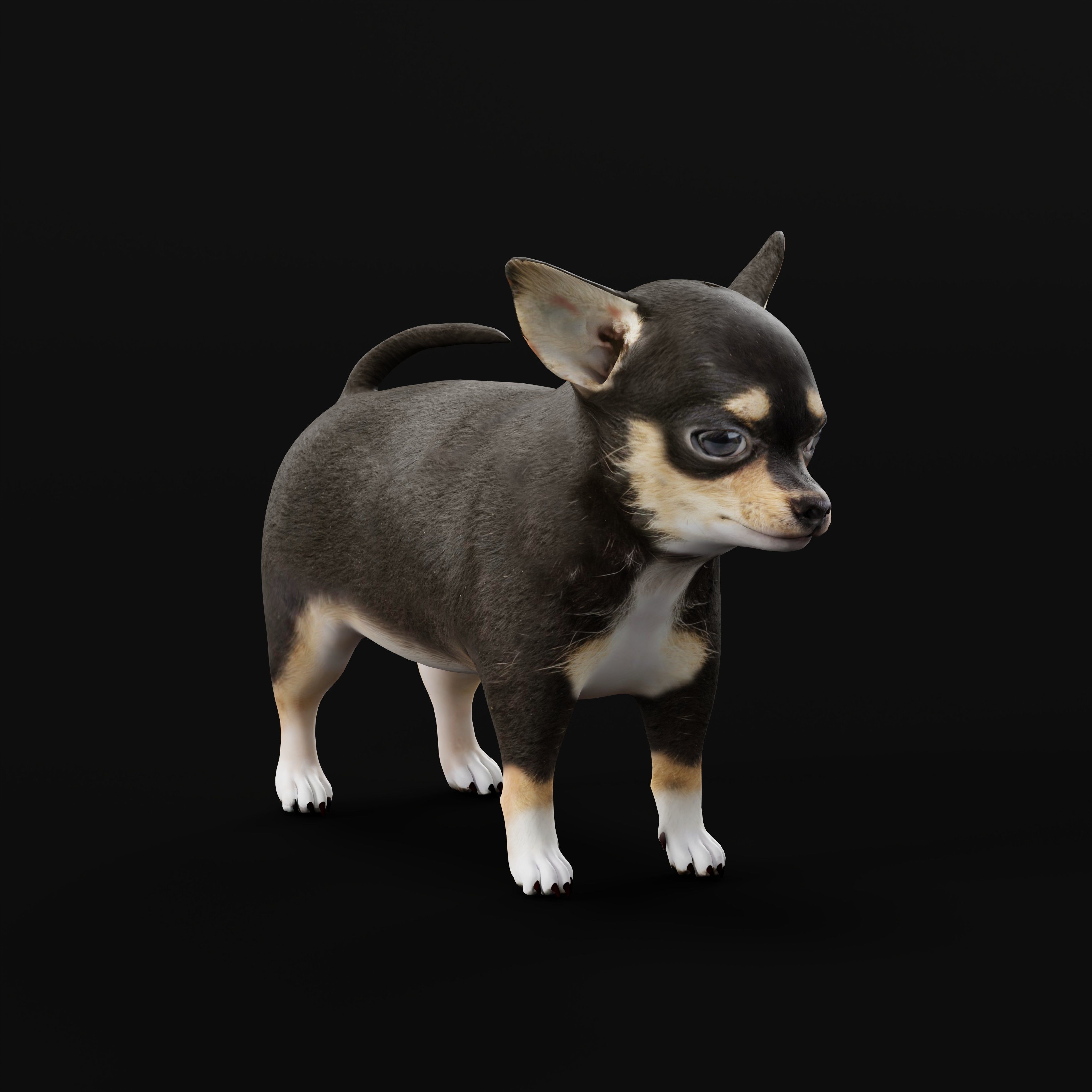 Short Haired Chihuahua Puppy Dog Low-poly 3D model_41