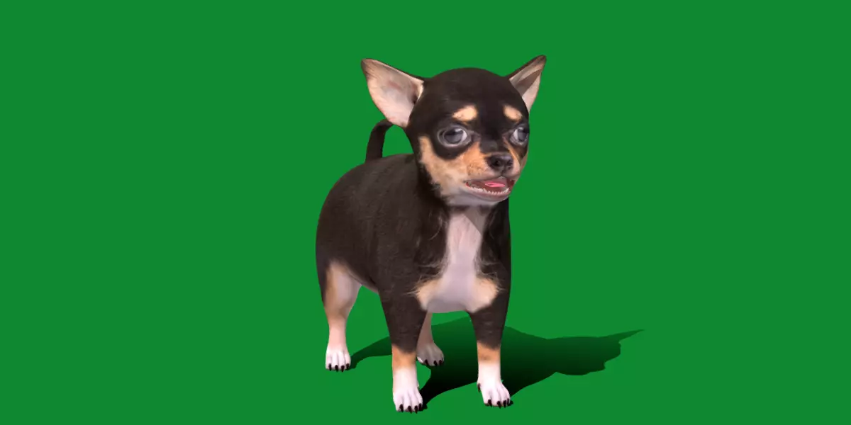 Short Haired Chihuahua Puppy Dog Low-poly 3D model_0