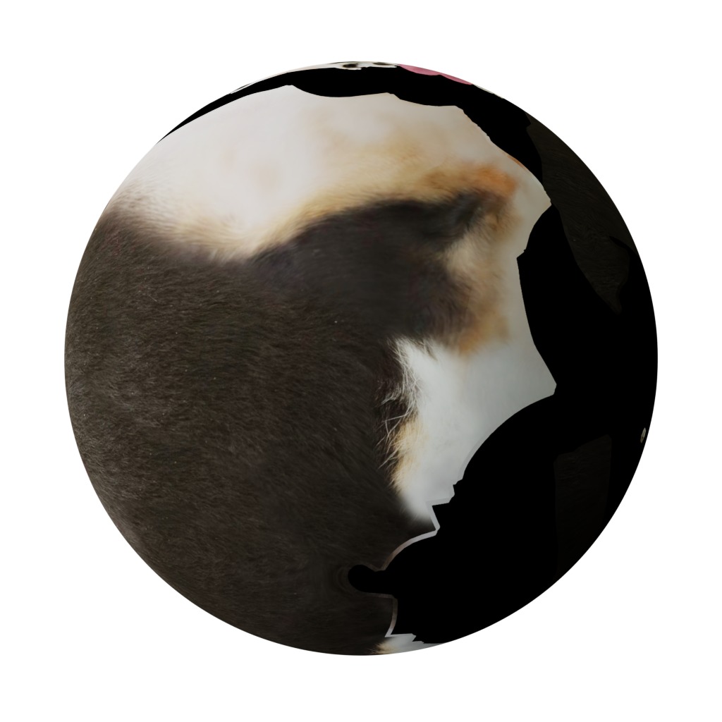 Short Haired Chihuahua Puppy Dog Low-poly 3D model_8