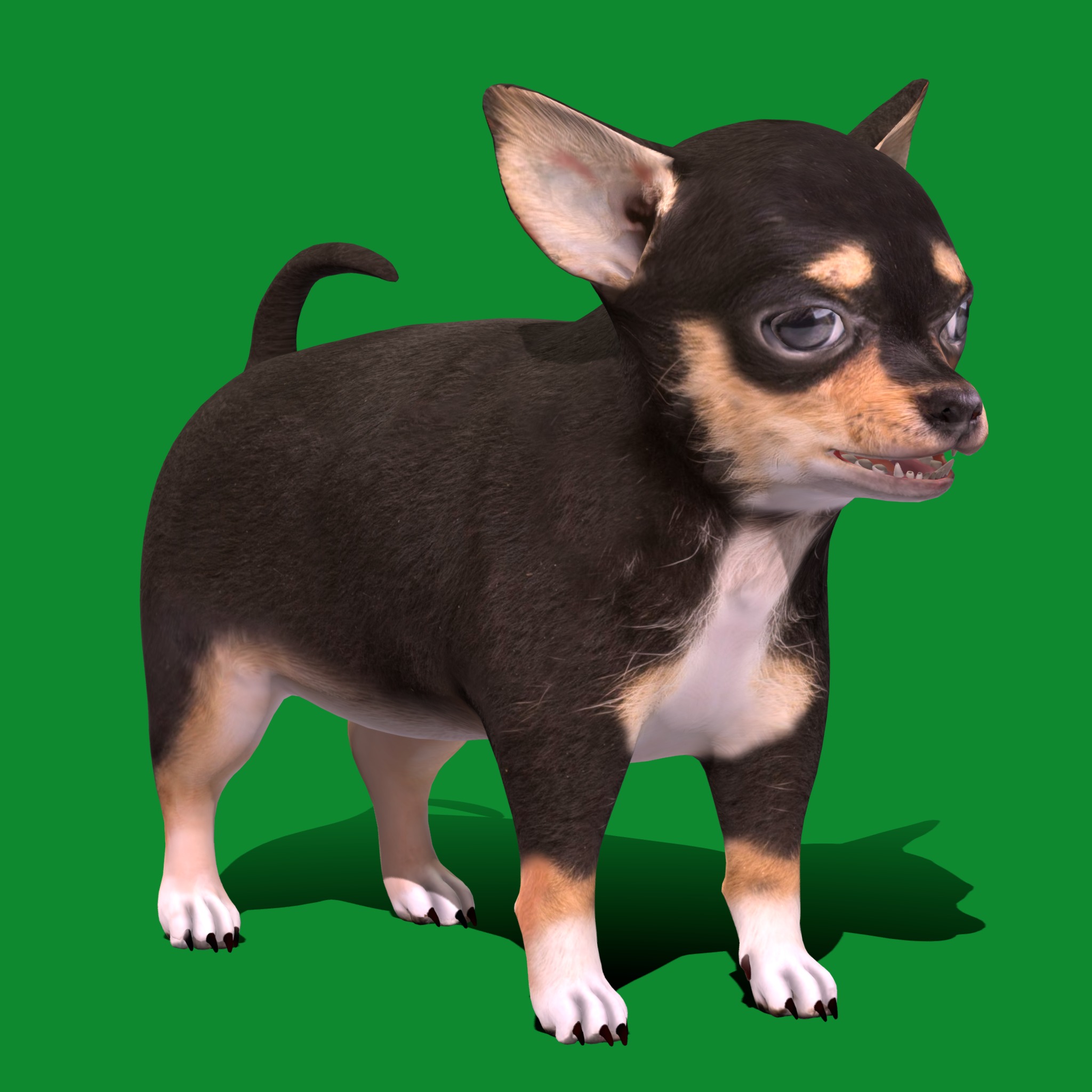 Short Haired Chihuahua Puppy Dog Low-poly 3D model_29