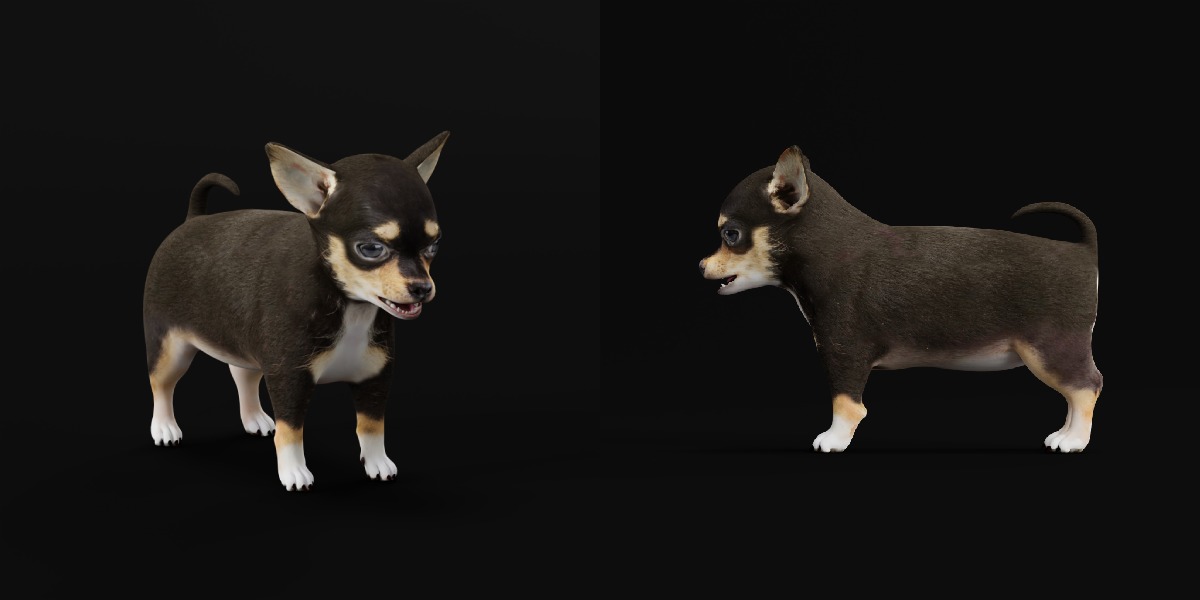 Short Haired Chihuahua Puppy Dog Low-poly 3D model_6