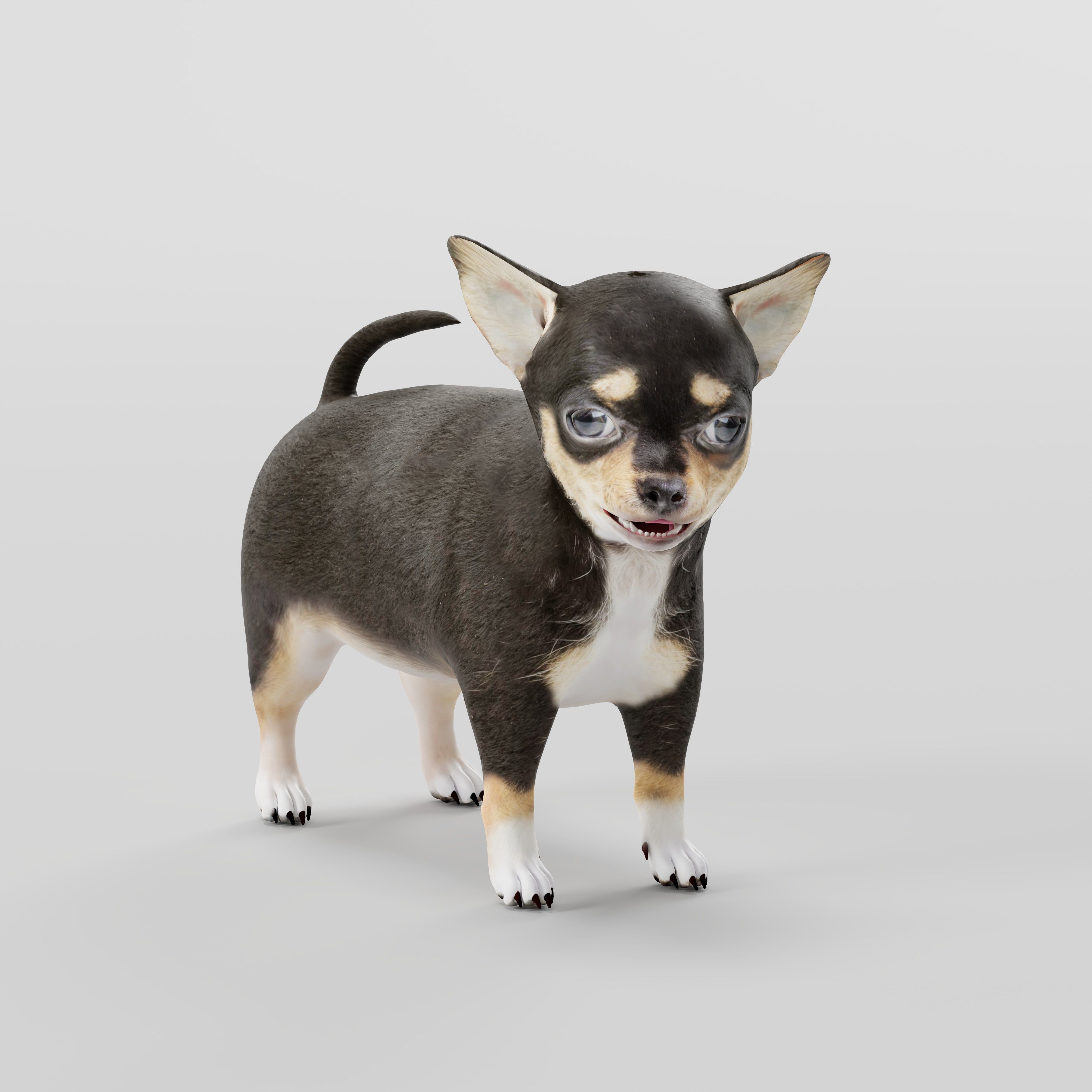 Short Haired Chihuahua Puppy Dog Low-poly 3D model_38
