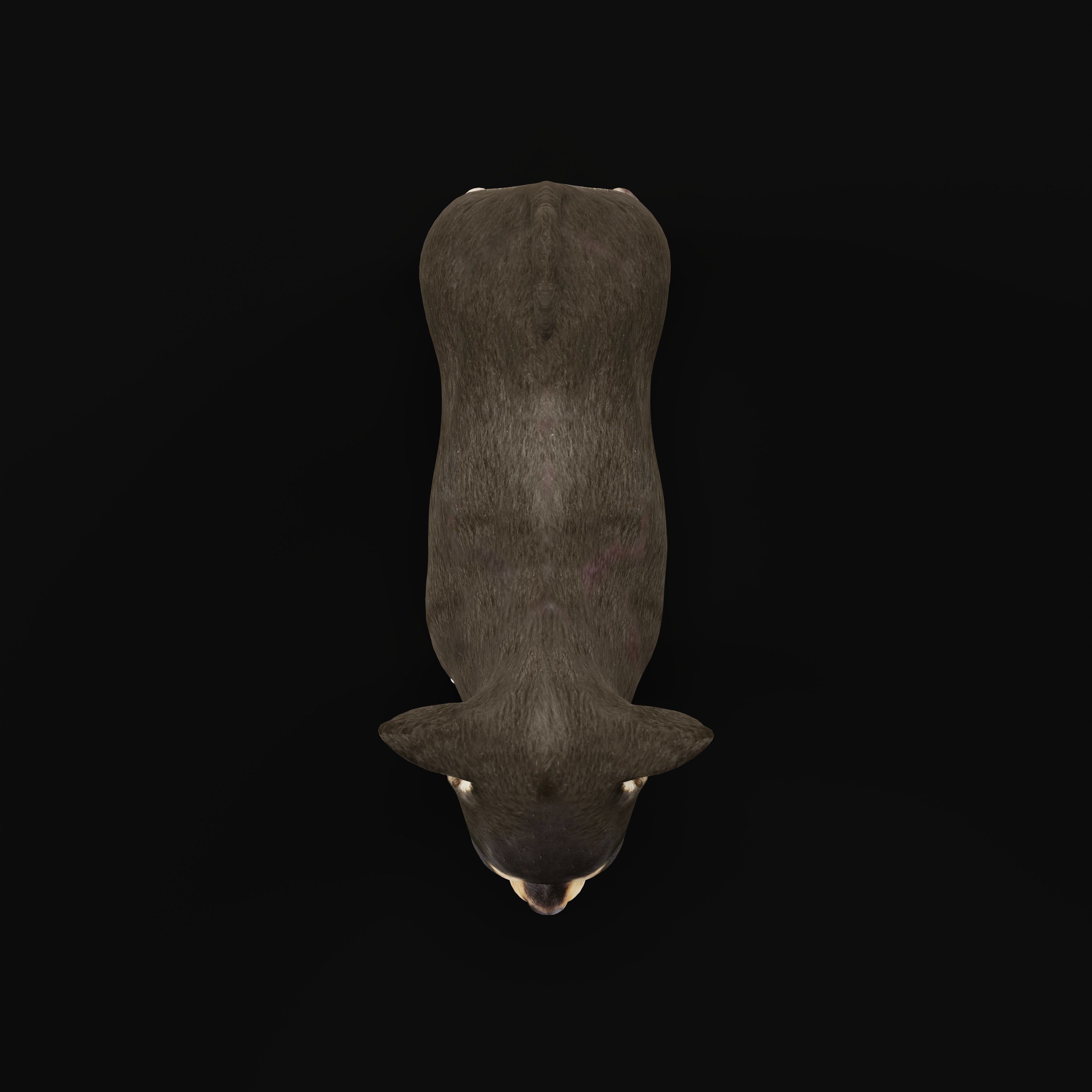 Short Haired Chihuahua Puppy Dog Low-poly 3D model_13