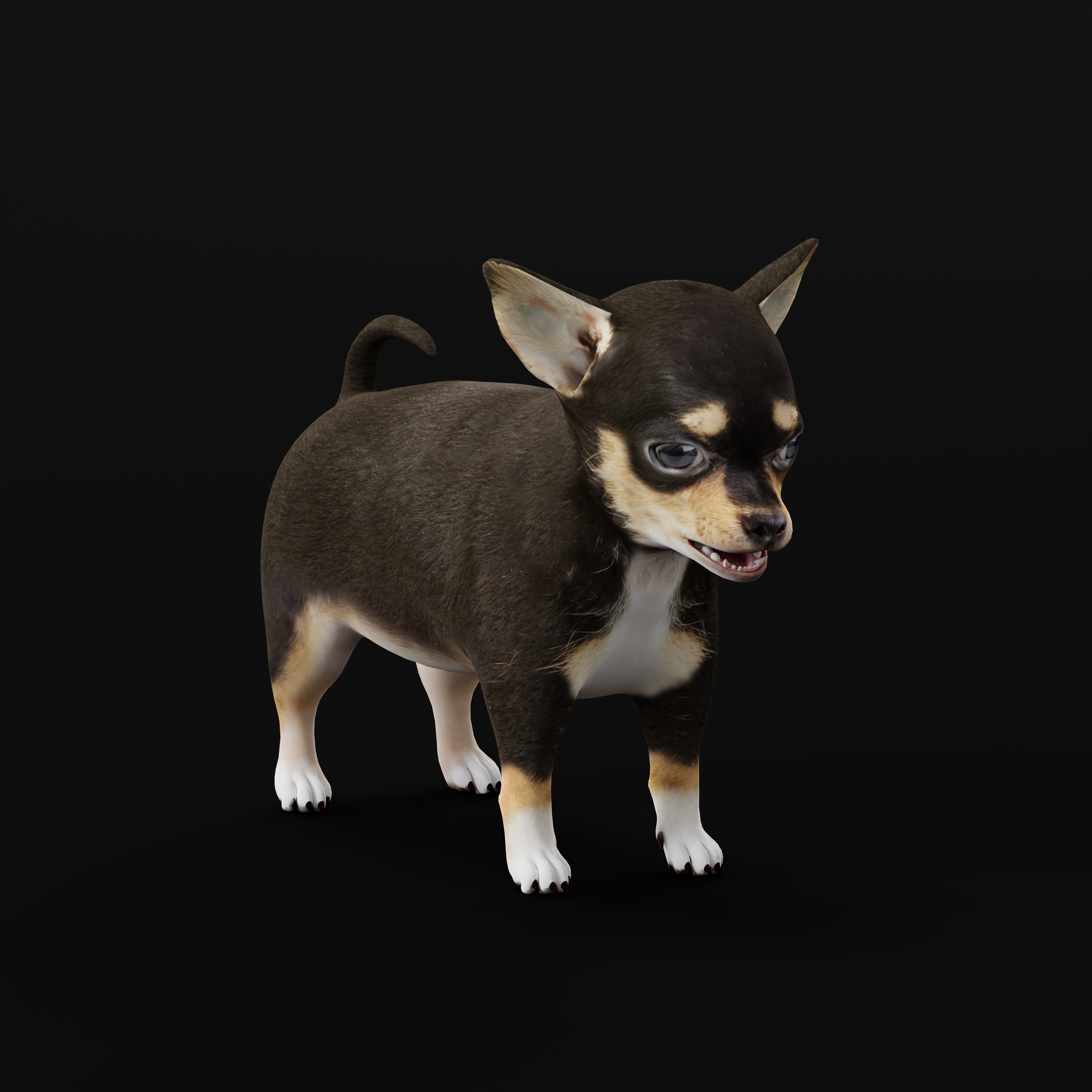 Short Haired Chihuahua Puppy Dog Low-poly 3D model_10