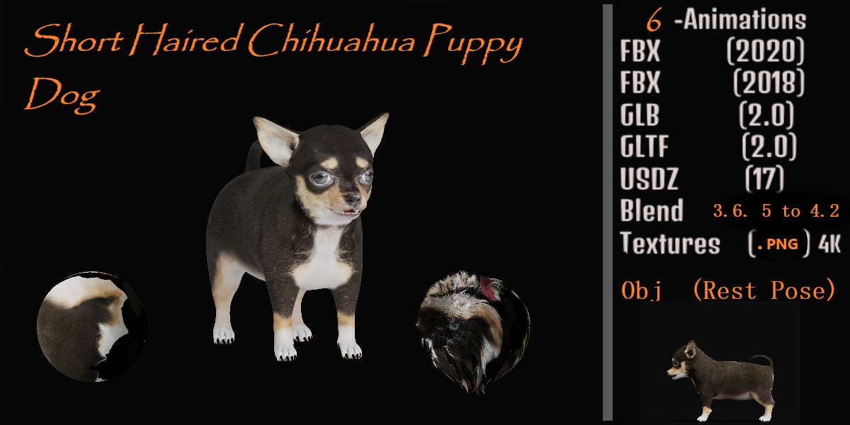 Short Haired Chihuahua Puppy Dog Low-poly 3D model_2