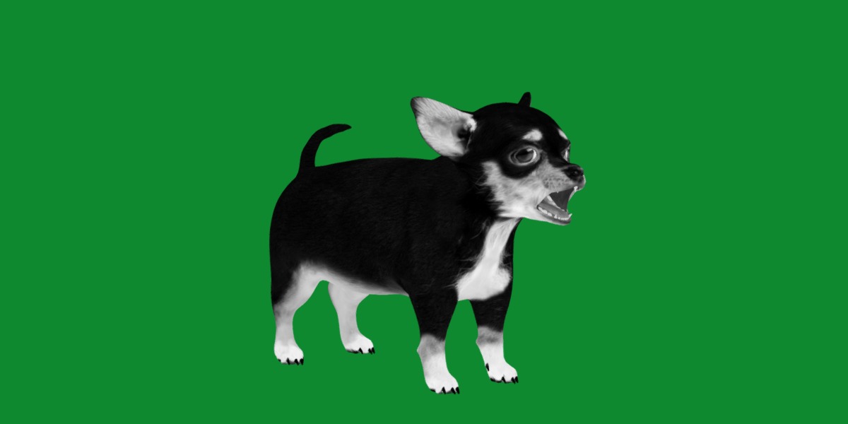 Short Haired Chihuahua Puppy Dog Low-poly 3D model_18