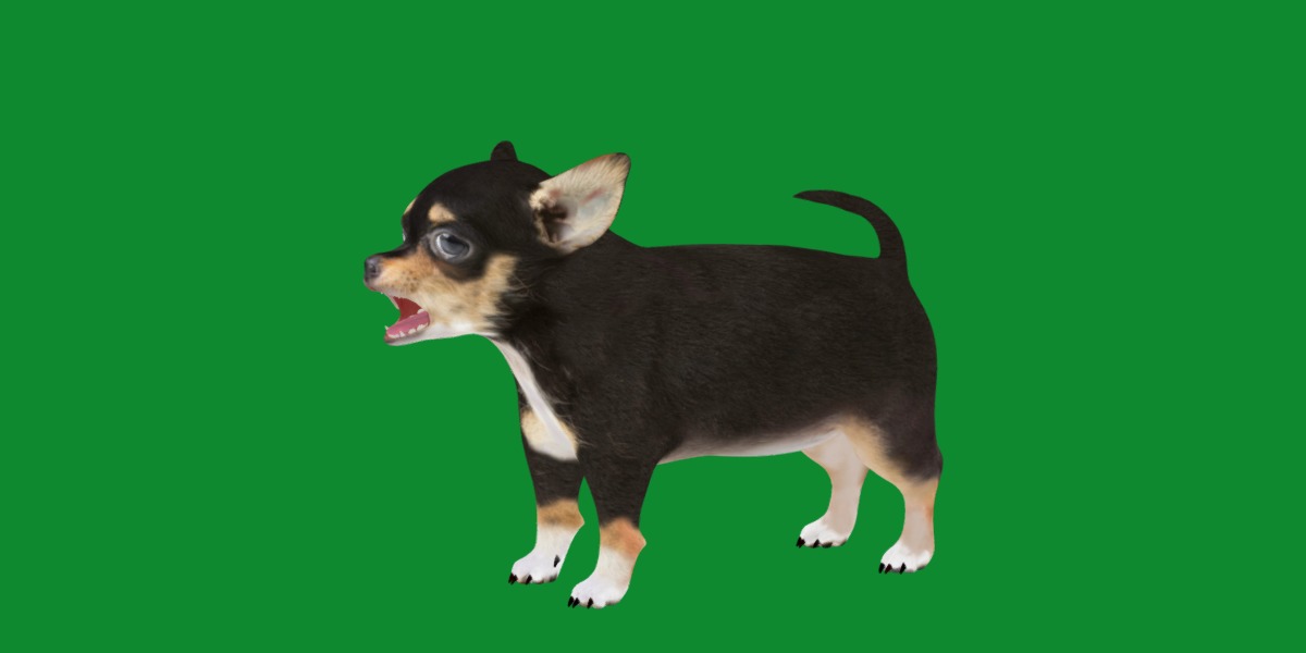 Short Haired Chihuahua Puppy Dog Low-poly 3D model_35