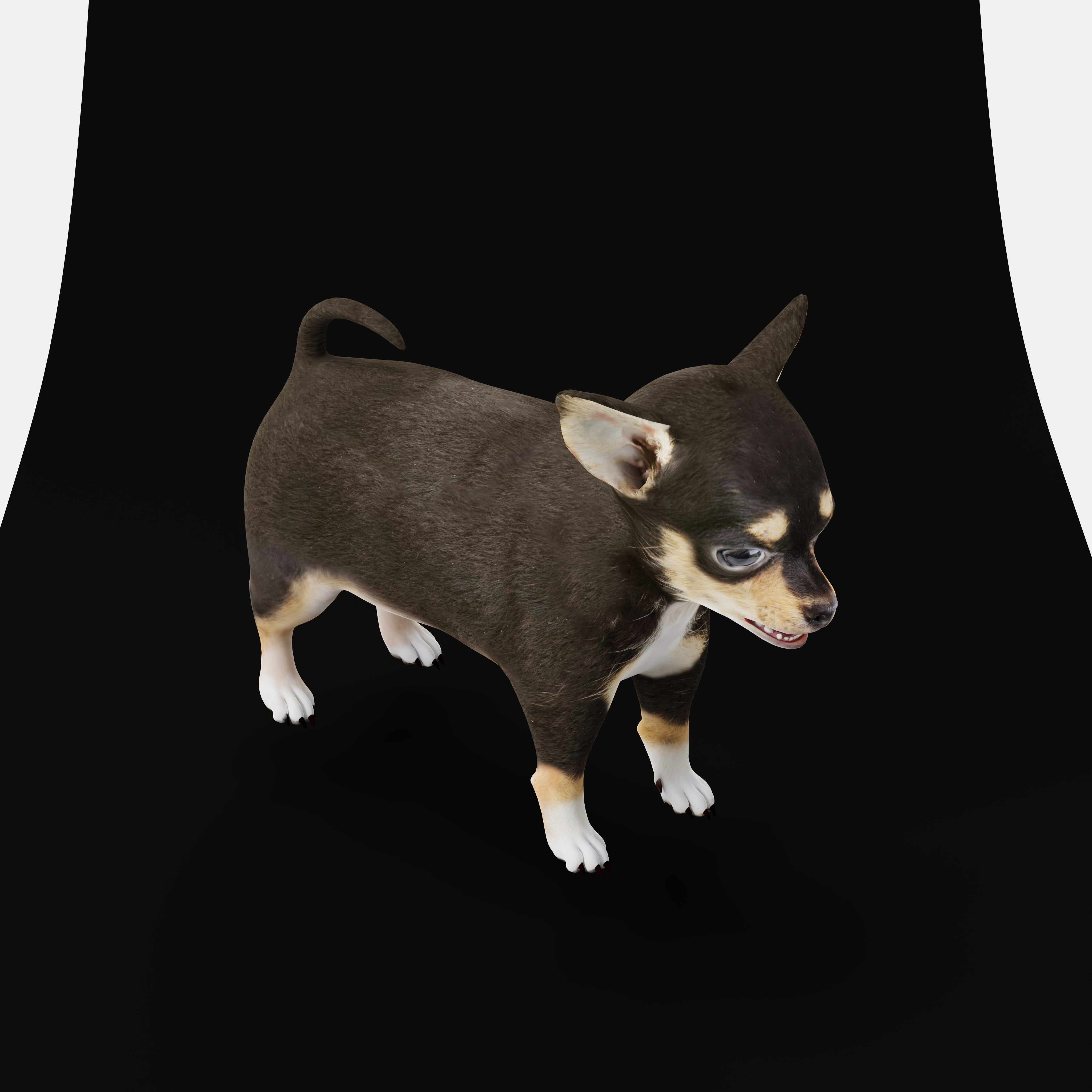Short Haired Chihuahua Puppy Dog Low-poly 3D model_14