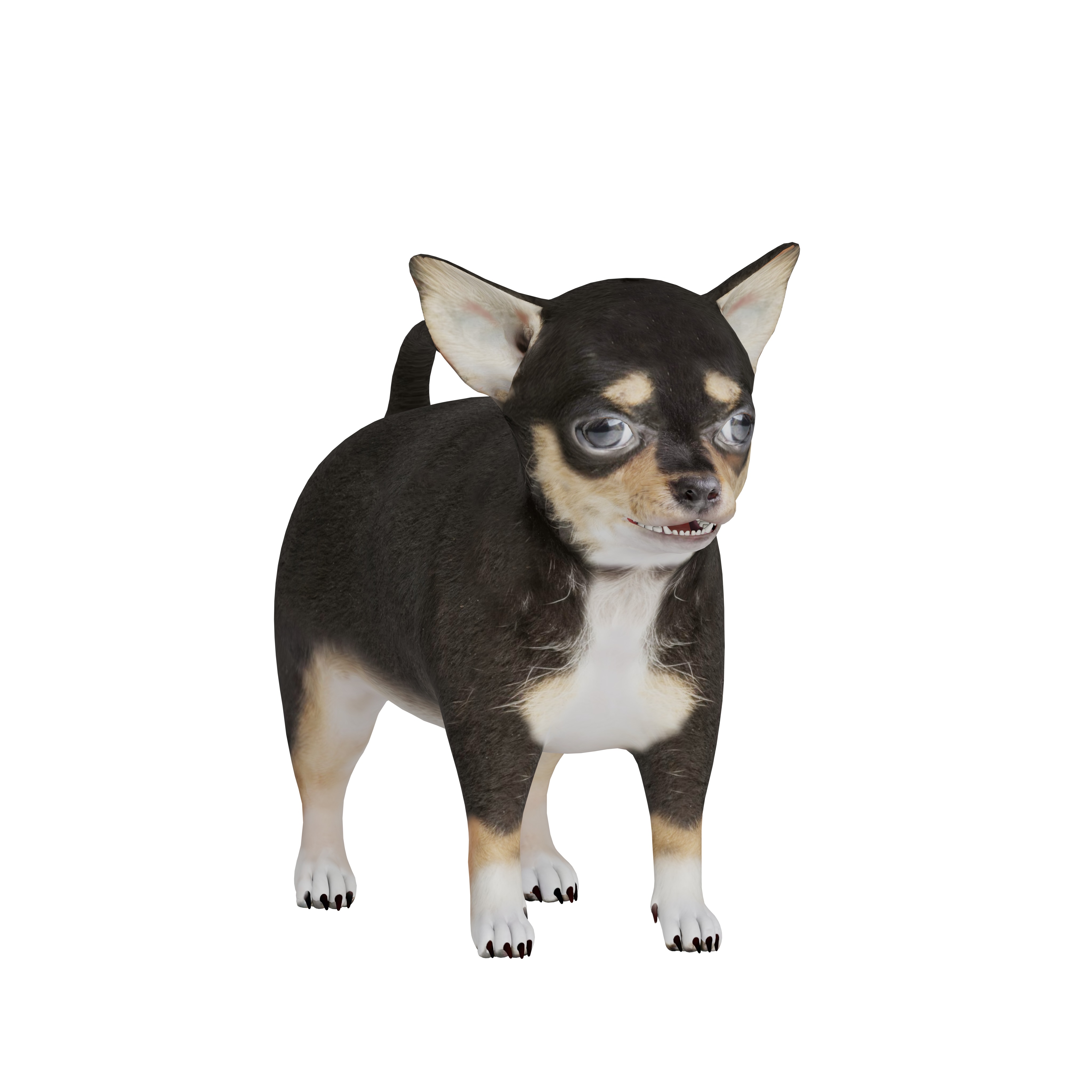 Short Haired Chihuahua Puppy Dog Low-poly 3D model_7