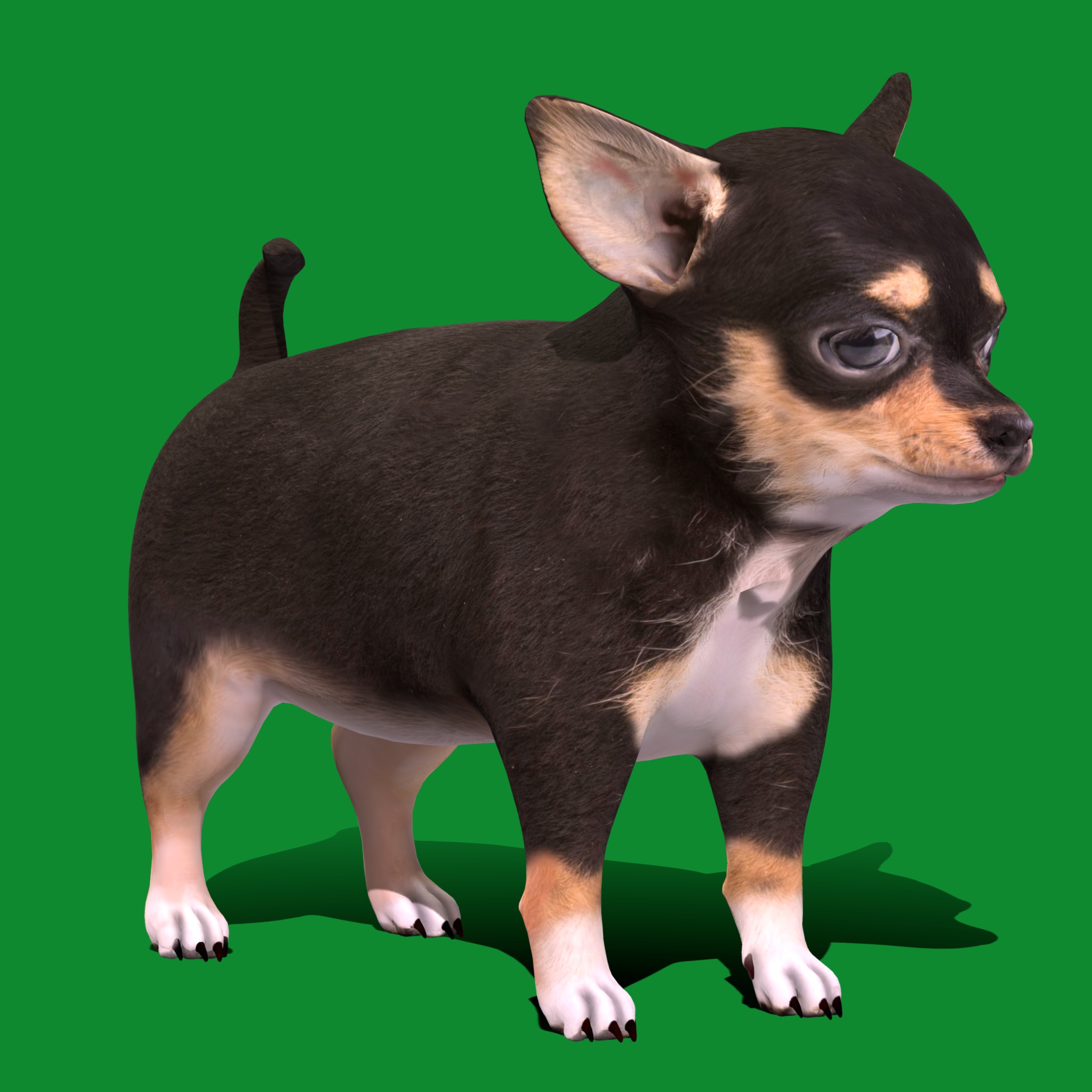 Short Haired Chihuahua Puppy Dog Low-poly 3D model_30