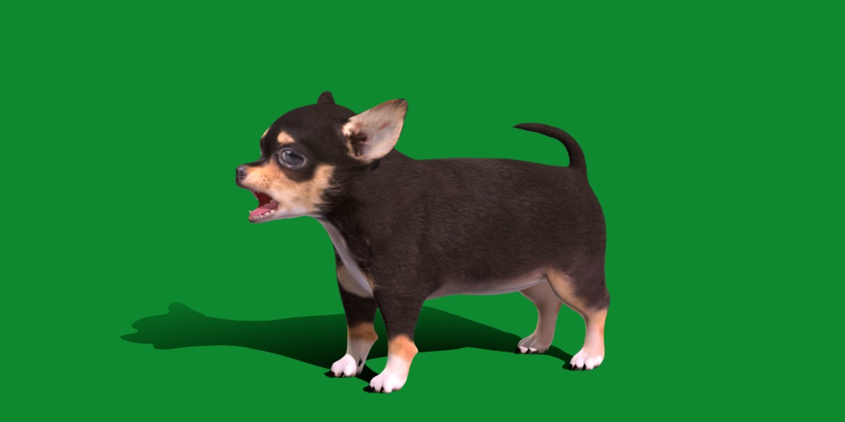 Short Haired Chihuahua Puppy Dog Low-poly 3D model_36
