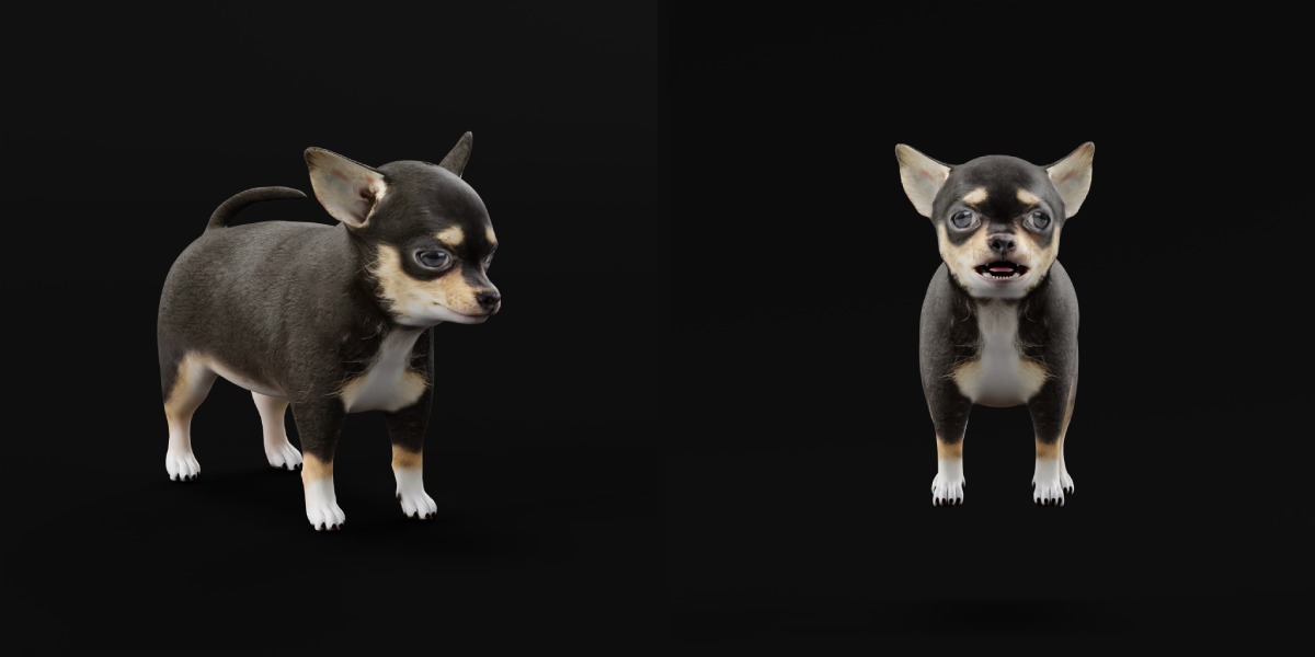 Short Haired Chihuahua Puppy Dog Low-poly 3D model_5