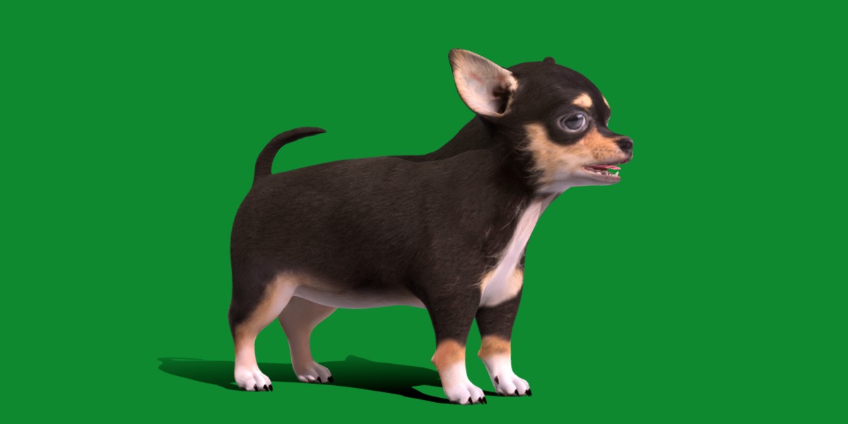 Short Haired Chihuahua Puppy Dog Low-poly 3D model_15