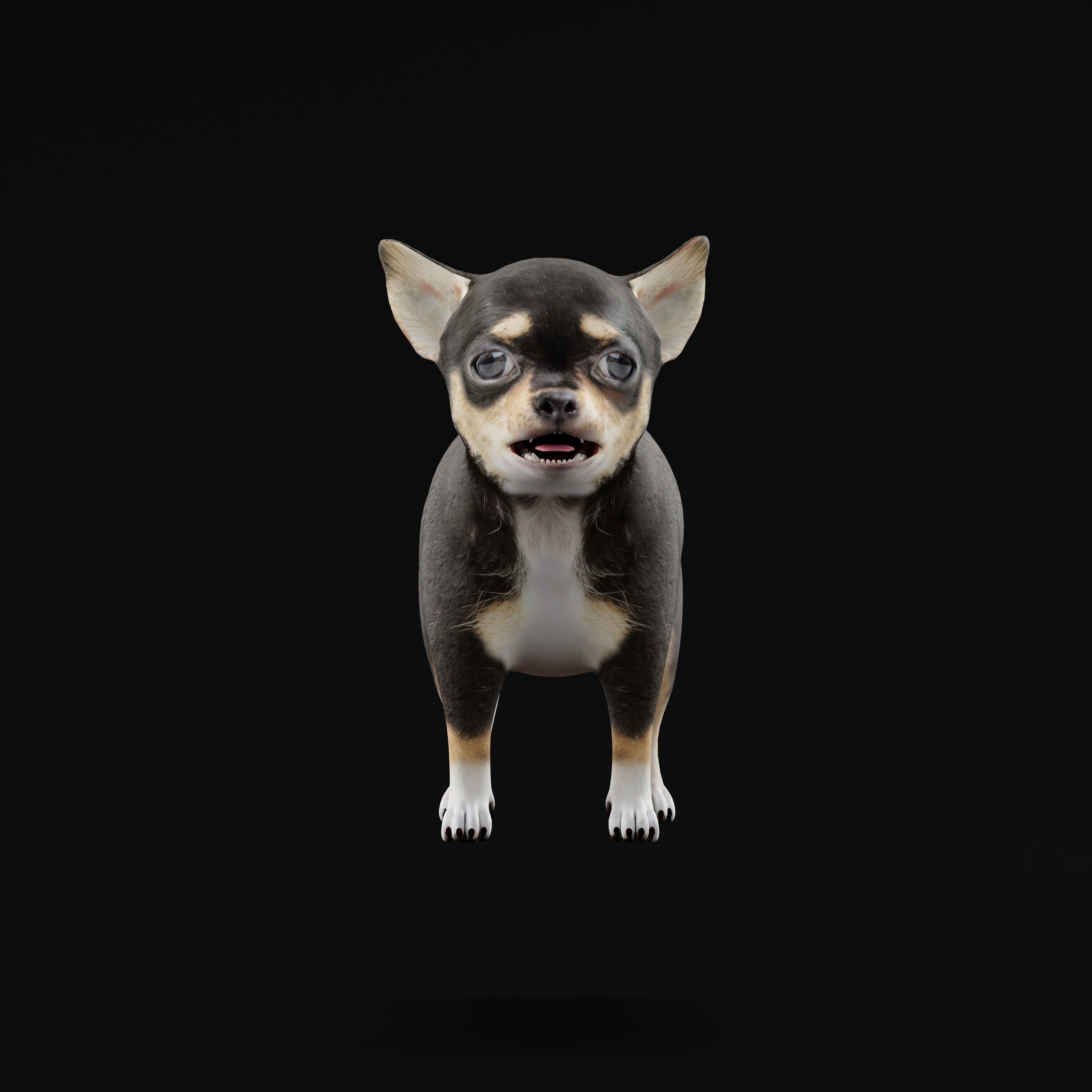 Short Haired Chihuahua Puppy Dog Low-poly 3D model_42