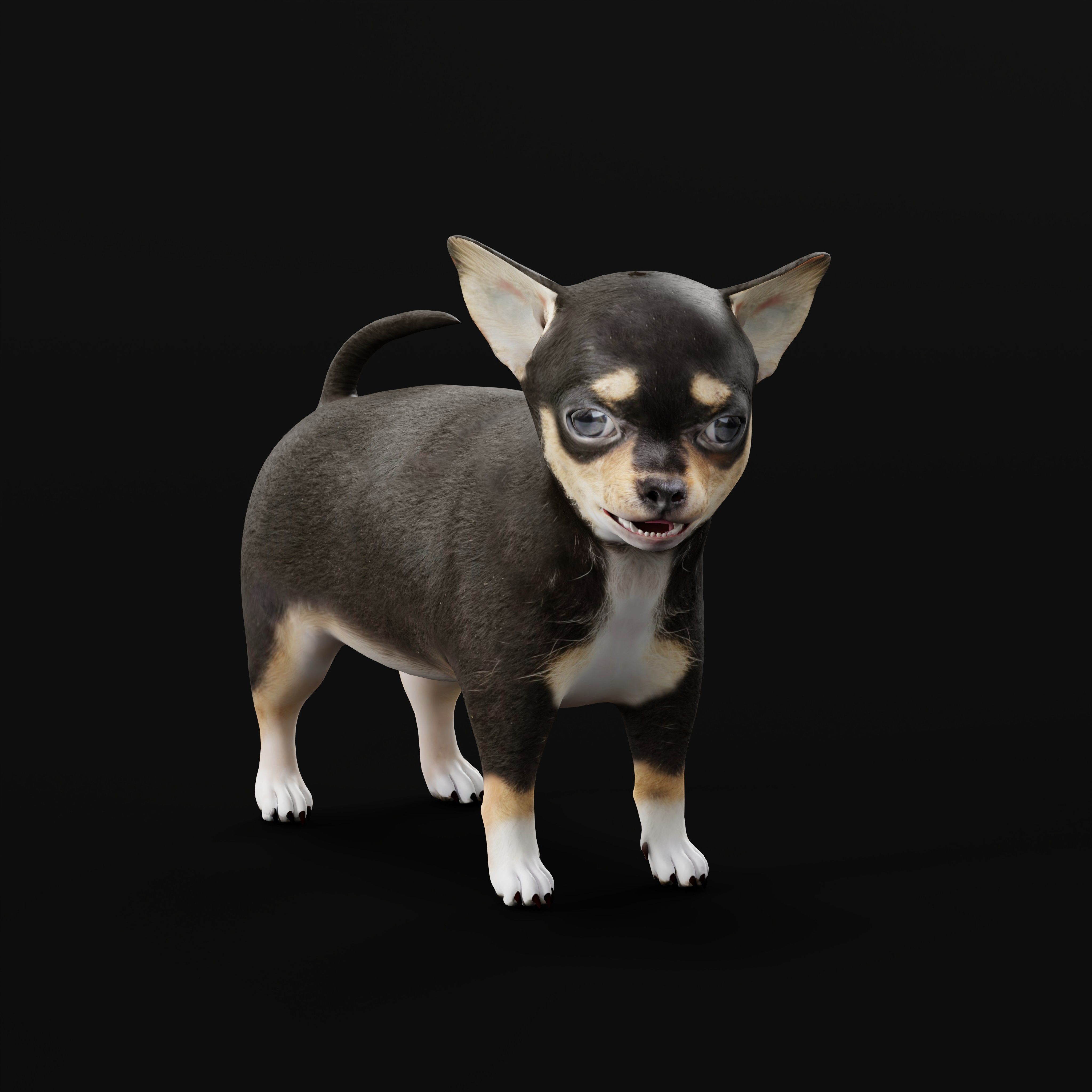 Short Haired Chihuahua Puppy Dog Low-poly 3D model_39