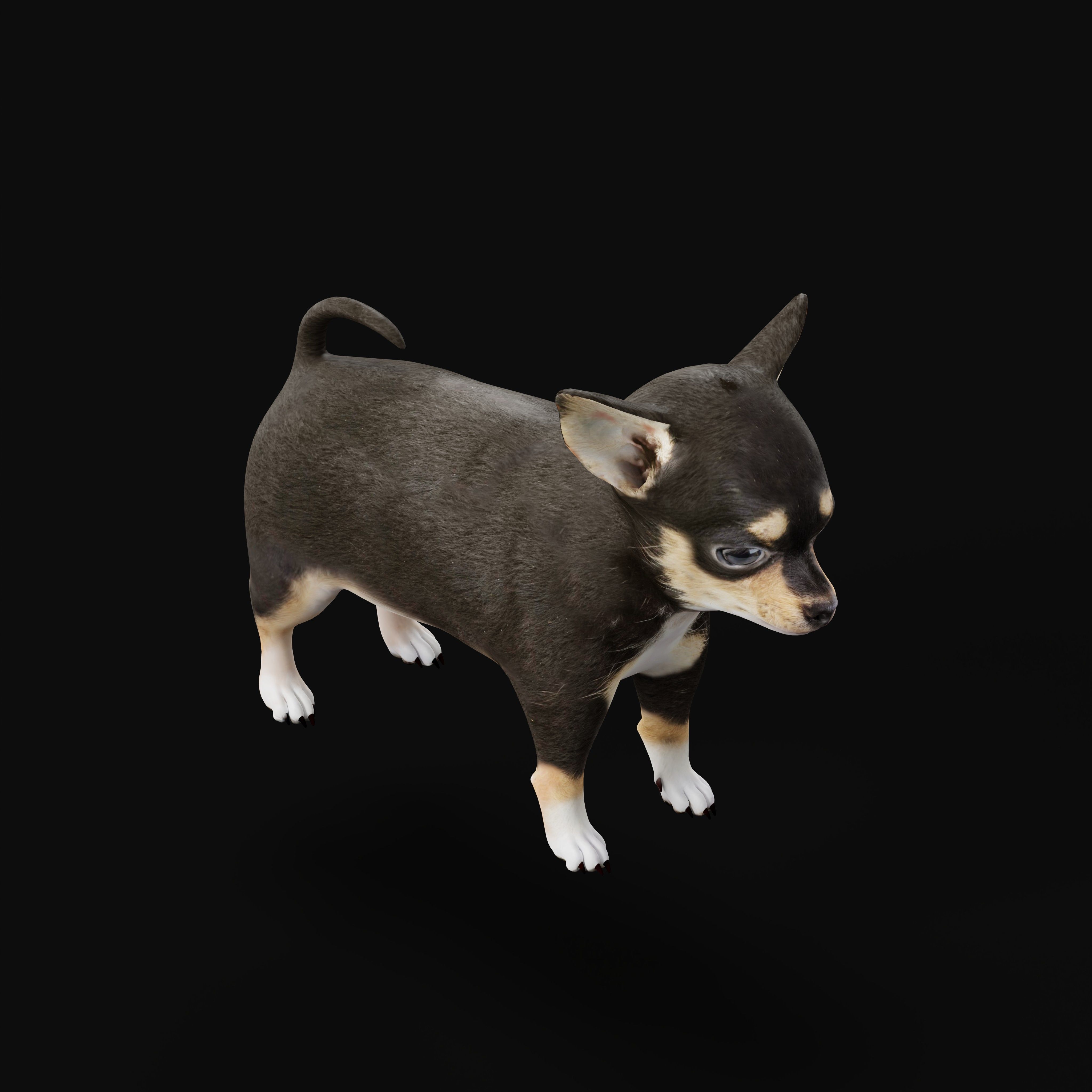 Short Haired Chihuahua Puppy Dog Low-poly 3D model_40