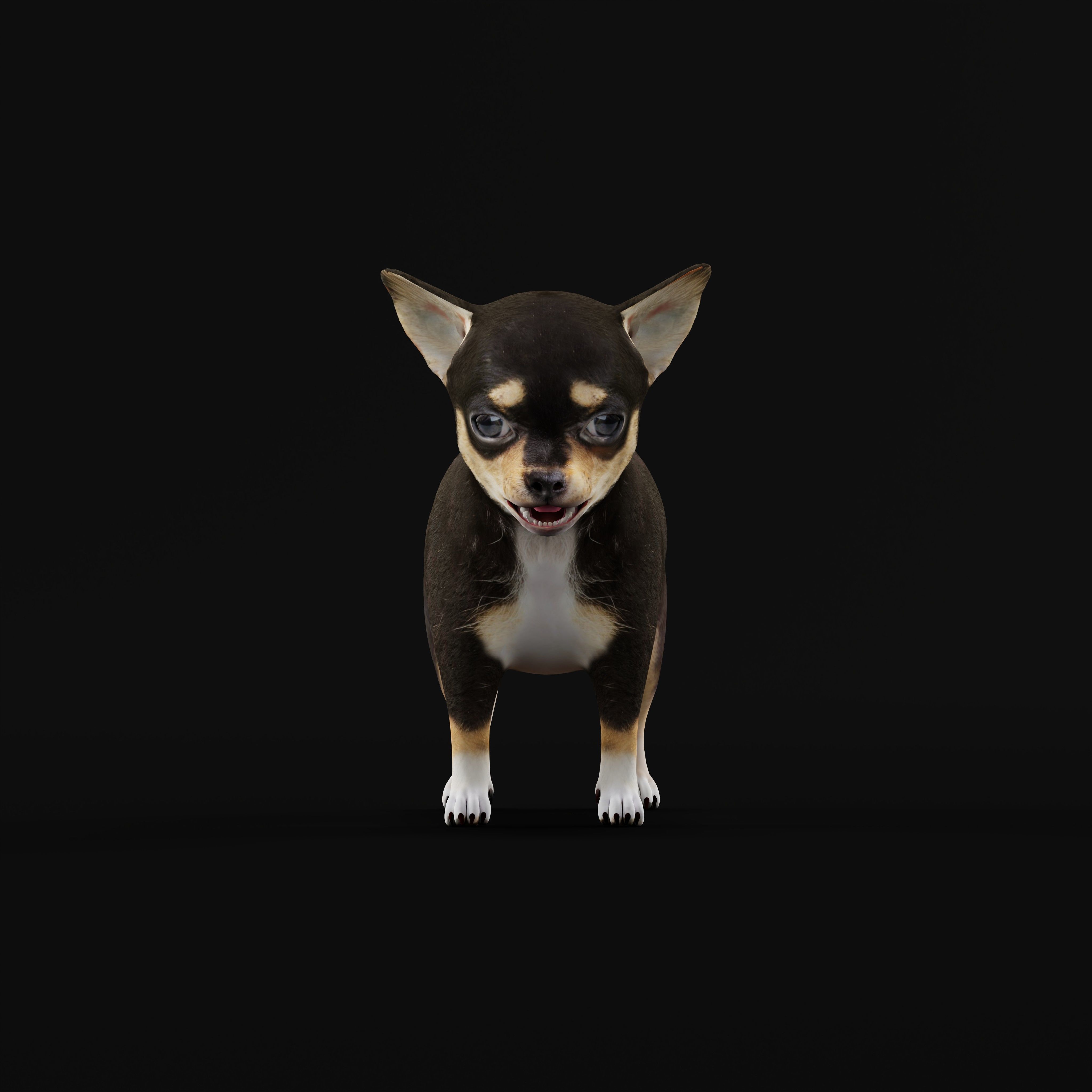 Short Haired Chihuahua Puppy Dog Low-poly 3D model_11