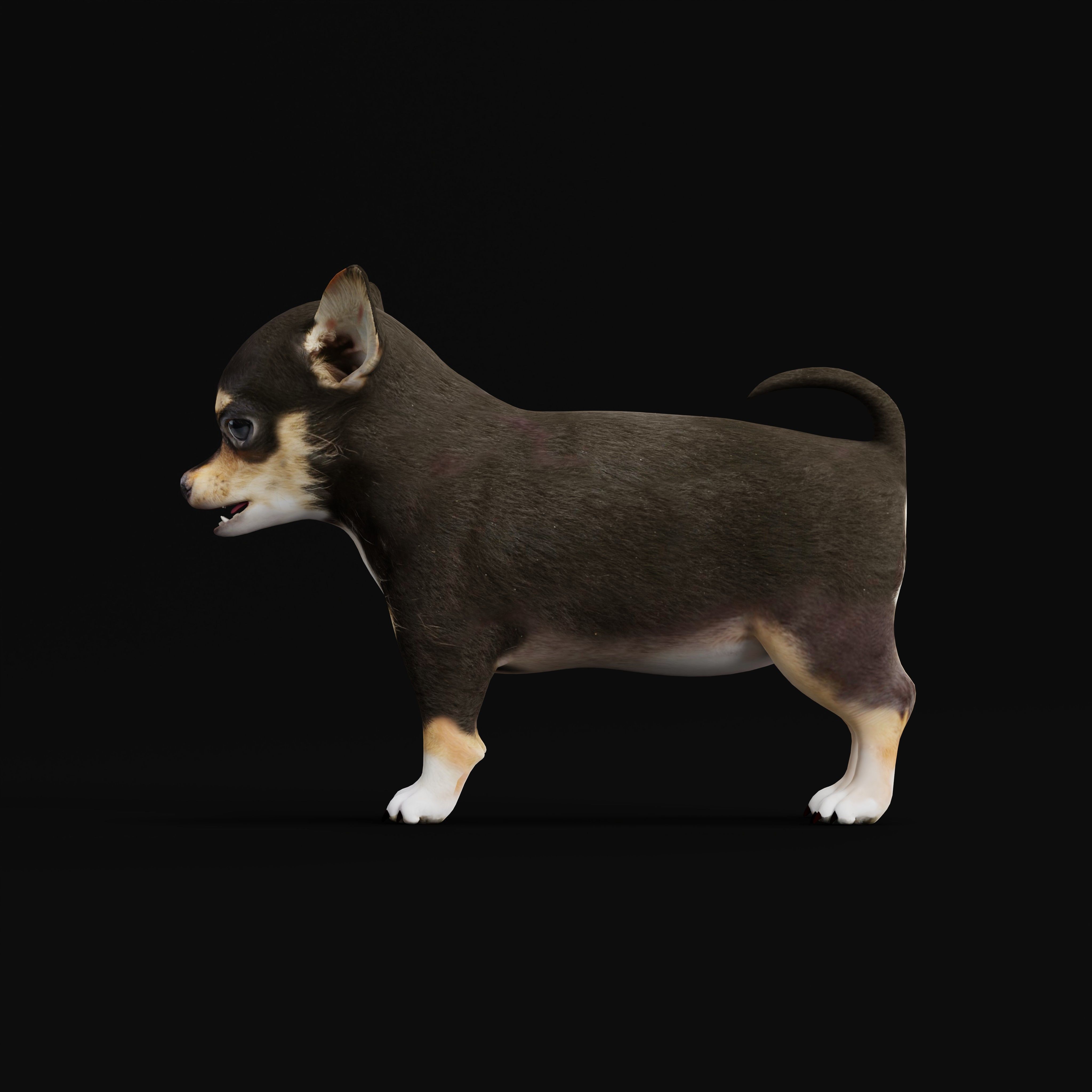 Short Haired Chihuahua Puppy Dog Low-poly 3D model_12