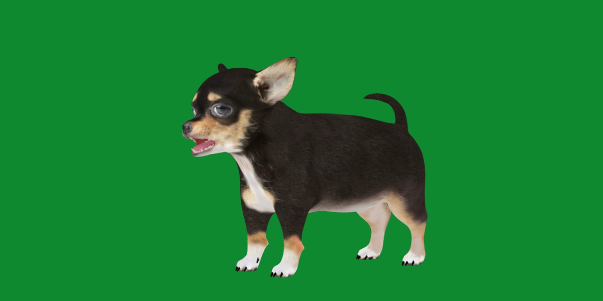 Short Haired Chihuahua Puppy Dog Low-poly 3D model_28