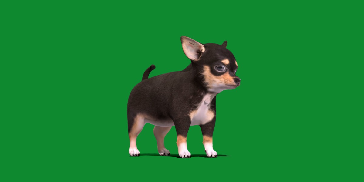 Short Haired Chihuahua Puppy Dog Low-poly 3D model_26
